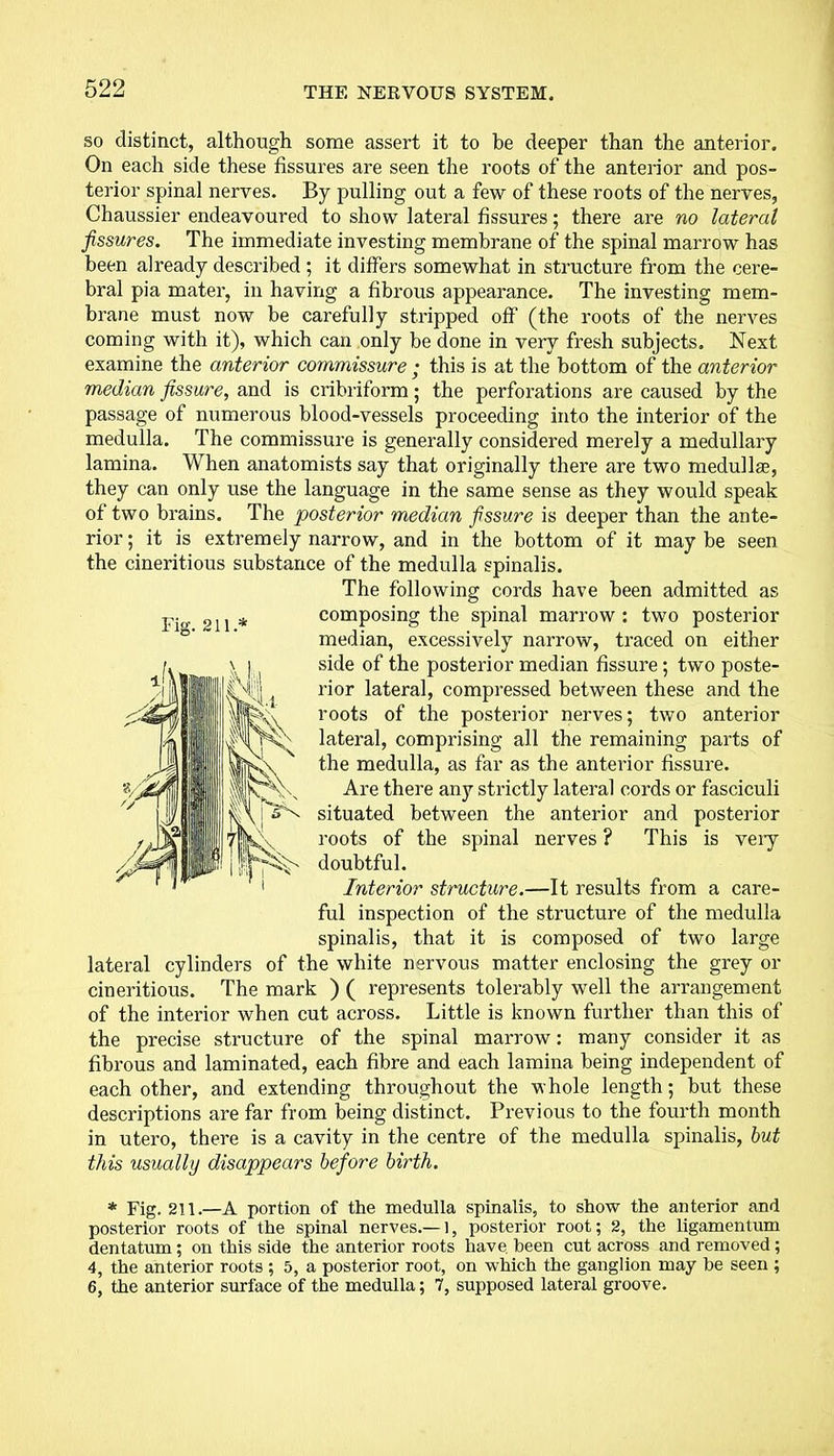 so distinct, although some assert it to be deeper than the anterior. On each side these fissures are seen the roots of the anterior and pos- terior spinal nerves. By pulling out a few of these roots of the nerves, Chaussier endeavoured to show lateral fissures; there are no lateral fissures. The immediate investing membrane of the spinal marrow has been already described ; it differs somewhat in structure from the cere- bral pia mater, in having a fibrous appearance. The investing mem- brane must now be carefully stripped off (the roots of the nerves coming with it), which can only be done in very fresh subjects. Next examine the anterior commissure • this is at the bottom of the anterior median fissure, and is cribriform; the perforations are caused by the passage of numerous blood-vessels proceeding into the interior of the medulla. The commissure is generally considered merely a medullary lamina. When anatomists say that originally there are two medullse, they can only use the language in the same sense as they would speak of two brains. The posterior median fissure is deeper than the ante- rior ; it is extremely narrow, and in the bottom of it may be seen the cineritious substance of the medulla spinalis. The following cords have been admitted as composing the spinal marrow : two posterior median, excessively narrow, traced on either side of the posterior median fissure; two poste- rior lateral, compressed between these and the roots of the posterior nerves; two anterior lateral, comprising all the remaining parts of the medulla, as far as the anterior fissure. Are there any strictly lateral cords or fasciculi situated between the anterior and posterior roots of the spinal nerves ? This is veiy doubtful. Interior structure.—It results from a care- ful inspection of the structure of the medulla spinalis, that it is composed of two large lateral cylinders of the white nervous matter enclosing the grey or cineritious. The mark ) ( represents tolerably well the arrangement of the interior when cut across. Little is known further than this of the precise structure of the spinal marrow: many consider it as fibrous and laminated, each fibre and each lamina being independent of each other, and extending throughout the whole length; but these descriptions are far from being distinct. Previous to the fourth month in utero, there is a cavity in the centre of the medulla spinalis, but this usually disappears before birth. * Fig. 211.—A portion of the medulla spinalis, to show the anterior and posterior roots of the spinal nerves.—1, posterior root; 2, the ligamentum dentatum; on this side the anterior roots have been cut across and removed; 4, the anterior roots ; 5, a posterior root, on which the ganglion may be seen ; 6, the anterior surface of the medulla; 7, supposed lateral groove. Fig. 211A