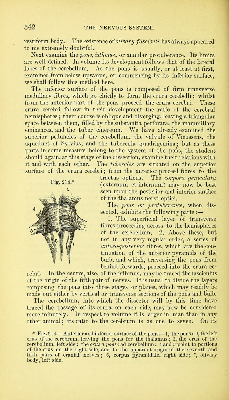 restiform body. The existence of olivary fasciculi has always appeared to me extremely doubtful. Next examine the pons, isthmus, or annular protuberance. Its limits are well defined. In volume its development follows that of the lateral lobes of the cerebellum. As the pons is usually, or at least at first, examined from below upwards, or commencing by its inferior surface, we shall follow this method here. The inferior surface of the pons is composed of firm transverse medullary fibres, which go chiefly to form the crura cerebelli; whilst from the anterior part of the pons proceed the crura cerebri. These crura cerebri follow in their development the ratio of the cerebral hemispheres; their course is oblique and diverging, leaving a triangular space between them, filled by the substantia perforata, the mammillary eminences, and the tuber cinereum. We have already examined the superior peduncles of the cerebellum, the valvule of Yieussens, the aqueduct of Sylvius, and the tubercula quadrigemina; but. as these parts in some measure belong to the system of the pons, the student should again, at this stage of the dissection, examine their relations with it and with each other. The tubercles are situated on the superior surface of the crura cerebri; from the anterior proceed fibres to the tractus opticus. The corpora geniculata (externum et internum) may now be best seen upon the posterior and inferior surface of the thalamus nervi optici. The pons or protuberance, when dis- sected, exhibits the following parts:— 1. The superficial layer of transverse fibres proceeding across to the hemispheres of the cerebellum. 2. Above these, but not in any very regular order, a series of antero-posterior fibres, which are the con- tinuation of the anterior pyramids of the bulb, and which, traversing the pons from behind forwards, proceed into the crura ce- rebri. In the centre, also, of the isthmus, maybe traced the fasciculus of the origin of the fifth pair of nerves. It is usual to divide the layers composing the pons into three stages or planes, which may readily be made out either by vertical or transverse sections of the pons and bulb. The cerebellum, into which the dissector will by this time have traced the passage of its crura on each side, may now be considered more minutely. In respect to volume it is larger in man than in any other animal; its ratio to the cerebrum is as one to seven. On its Fig. 214A * Fig. 214.—Anterior and inferior surface of the pons.—1, the pons; 2, the left crus of the cerebrum, leaving the pons for the thalamus; 3, the crus of the cerebellum, left side : the crus a ponte ad cerebellum ; 4 and 5 point to portions of the crus on the right side, and to the apparent origin of the seventh and fifth pairs of cranial nerves; 6, corpus pyramidale, right side; 7, olivary body, left side.