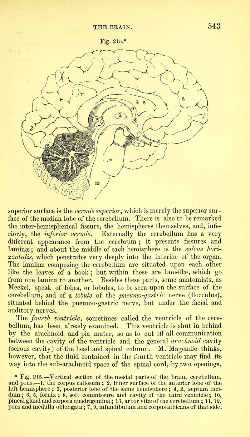 Fig. 215.* superior surface is the vermis superior, which is merely the superior sur- face of the median lobe of the cerebellum. There is also to be remarked the inter-hemispherical fissure, the hemispheres themselves, and, inte- riorly, the inferior vermis. Externally the cerebellum has a very different appearance from the cerebrum; it presents fissures and laminae; and about the middle of each hemisphere is the sulcus hori- zontalis, which penetrates very deeply into the interior of the organ. The laminae composing the cerebellum are situated upon each other like the leaves of a book ; but within these are lamellae, which go from one lamina to another. Besides these parts, some anatomists, as Meckel, speak of lobes, or lobules, to be seen upon the surface of the cerebellum, and of a lobule of the pneumo-gastric nerve (flocculus), situated behind the pneumo-gastric nerve, but under the facial and auditory nerves. The fourth ventricle, sometimes called the ventricle of the cere- bellum, has been already examined. This ventricle is shut in behind by the arachnoid and pia mater, so as to cut off all communication between the cavity of the ventricle and the general arachnoid cavity (serous cavity) of the head and spinal column. M. Magendie thinks, however, that the fluid contained in the fourth ventricle may find its way into the sub-arachnoid space of the spinal cord, by two openings, * Fig. 215.—Vertical section of the mesial parts of the brain, cerebellum, and pons.—1, the corpus callosum ; 2, inner surface of the anterior lobe of the left hemisphere ; 3, posterior lobe of the same hemisphere ; 4, 2, septum luci- dum; 6, 5, fornix ; 8, soft commissure and cavity of the third ventricle; 10, pineal gland and corpora quadrigemina; 13, arbor vitae of the cerebellum ; 11,12, pons and medulla oblongata; 7,9, infundibulum and corpus albicans of that side.