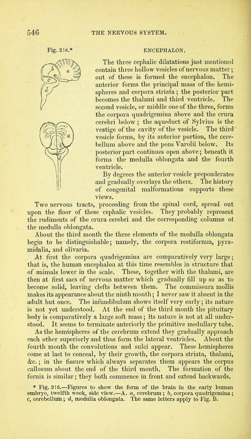 ENCEPHALON. The three cephalic dilatations just mentioned contain three hollow vesicles of nervous matter; out of these is formed the encephalon. The anterior forms the principal mass of the hemi- spheres and corpora striata ; the posterior part becomes the thalami and third ventricle. The second vesicle, or middle one of the three, forms the corpora quadrigemina above and the crura cerebri below; the aqueduct of Sylvius is the vestige of the cavity of the vesicle. The third vesicle forms, by its anterior portion, the cere- bellum above and the pons Varolii below. Its posterior part continues open above; beneath it forms the medulla oblongata and the fourth ventricle. By degrees the anterior vesicle preponderates and gradually overlays the others. The history of congenital malformations supports these views. Two nervous tracts, proceeding from the spinal cord, spread out upon the floor of these cephalic vesicles. They probably represent the rudiments of the crura cerebri and the corresponding columns ot the medulla oblongata. About the third month the three elements of the medulla oblongata begin to be distinguishable; namely, the corpora restiformia, pyra- midalia, and olivaria. At first the corpora quadrigemina are comparatively very large; that is, the human encephalon at this time resembles in structure that of animals lower in the scale. These, together with the thalami, are then at first sacs of nervous matter which gradually fill up so as to become solid, leaving clefts between them. The commissura mollis makes its appearance about the ninth month; I never saw it absent in the adult but once. The infundibulum shows itself very early; its nature is not yet understood. At the end of the third month the pituitary body is comparatively a large soft mass; its nature is not at all under- stood. It seems to terminate anteriorly the primitive medullary tube. As the hemispheres of the cerebrum extend they gradually approach each other superiorly and thus form the lateral ventricles. About the fourth month the convolutions and sulci appear. These hemispheres come at last to conceal, by their growth, the corpora striata, thalami, &c.; in the fissure which always separates them appears the corpus callosum about the end of the third month. The formation of the fornix is similar; they both commence in front and extend backwards. * Fig. 216.—Figures to show the form of the brain in the early human embryo, twelfth week, side view.—A. a, cerebrum ; b, corpora quadrigemina ; c, cerebellum; d, medulla oblongata. The same letters apply to Fig. B. Fig. 216.*