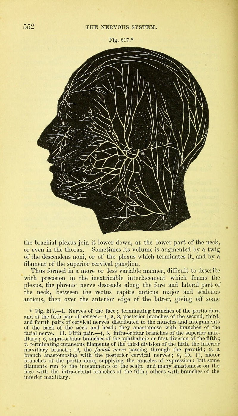 Fig. 217 * the brachial plexus join it lower down, at the lower part of the neck, or even in the thorax. Sometimes its volume is augmented by a twig of the descendens noni, or of the plexus which terminates it, and by a filament of the superior cervical ganglion. Thus formed in a more or less variable manner, difficult to describe with precision in the inextricable interlacement which forms the plexus, the phrenic nerve descends along the fore and lateral part of the neck, between the rectus capitis anticus major and scalenus anticus, then over the anterior edge of the latter, giving off some * Fig. 217.—I. Nerves of the face ; terminating branches of the portio dura and of the fifth pair of nerves.—1, 2, 3, posterior branches of the second, third, and fourth pairs of cervical nerves distributed to the muscles and integuments of the back of the neck and head; they anastomose with branches of the facial nerve. II. Fifth pair.—4, 5, infra-orbitar branches of the superior max- illary ; 6, supra-orbitar branches of the ophthalmic or first division of the fifth; 7, terminating cutaneous filaments of the third division of the fifth, the inferior maxillary branch; 12, the facial nerve passing through the parotid; 9, a branch anastomosing with the posterior cervical nerves; 8, 10, 11, motor branches of the portio dura, supplying the muscles of expression; but some filaments run to the integuments of the scalp, and many anastomose on the face with the infra-orbital branches of the fifth ; others with branches of the inferior maxillary.