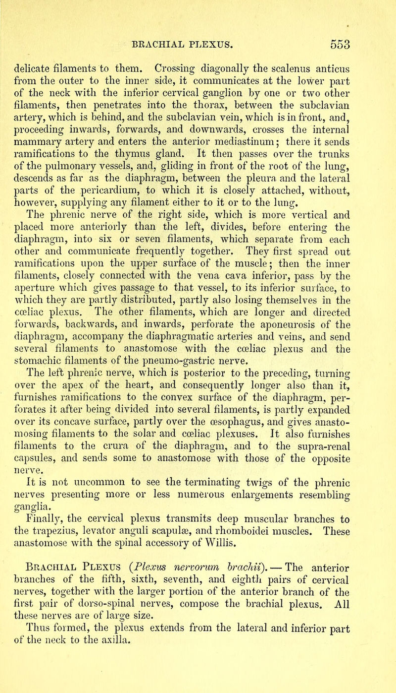 delicate filaments to them. Crossing diagonally the scalenus anticus from the outer to the inner side, it communicates at the lower part of the neck with the inferior cervical ganglion by one or two other filaments, then penetrates into the thorax, between the subclavian artery, which is behind, and the subclavian vein, which is in front, and, proceeding inwards, forwards, and downwards, crosses the internal mammary artery and enters the anterior mediastinum; there it sends ramifications to the thymus gland. It then passes over the trunks of the pulmonary vessels, and, gliding in front of the root of the lung, descends as far as the diaphragm, between the pleura and the lateral parts of the pericardium, to which it is closely attached, without, however, supplying any filament either to it or to the lung. The phrenic nerve of the right side, which is more vertical and placed more anteriorly than the left, divides, before entering the diaphragm, into six or seven filaments, which separate from each other and communicate frequently together. They first spread out ramifications upon the upper surface of the muscle; then the inner filaments, closely connected with the vena cava inferior, pass by the aperture which gives passage to that vessel, to its inferior surface, to which they are partly distributed, partly also losing themselves in the cosliac plexus. The other filaments, which are longer and directed forwards, backwards, and inwards, perforate the aponeurosis of the diaphragm, accompany the diaphragmatic arteries and veins, and send several filaments to anastomose with the coeliac plexus and the stomachic filaments of the pneumo-gastric nerve. The left phrenic nerve, which is posterior to the preceding, turning over the apex of the heart, and consequently longer also than it, furnishes ramifications to the convex surface of the diaphragm, per- forates it after being divided into several filaments, is partly expanded over its concave surface, partly over the oesophagus, and gives anasto- mosing filaments to the solar and coeliac plexuses. It also furnishes filaments to the crura of the diaphragm, and to the supra-renal capsules, and sends some to anastomose with those of the opposite nerve. It is not uncommon to see the terminating twigs of the phrenic nerves presenting more or less numerous enlargements resembling ganglia. Finally, the cervical plexus transmits deep muscular branches to the trapezius, levator anguli scapulas, and rhomboidei muscles. These anastomose with the spinal accessory of Willis. Brachial Plexus (.Plexus nervorum brachii). — The anterior branches of the fifth, sixth, seventh, and eighth pairs of cervical nerves, together with the larger portion of the anterior branch of the first pair of dorso-spinal nerves, compose the brachial plexus. All these nerves are of large size. Thus formed, the plexus extends from the lateral and inferior part of the neck to the axilla.