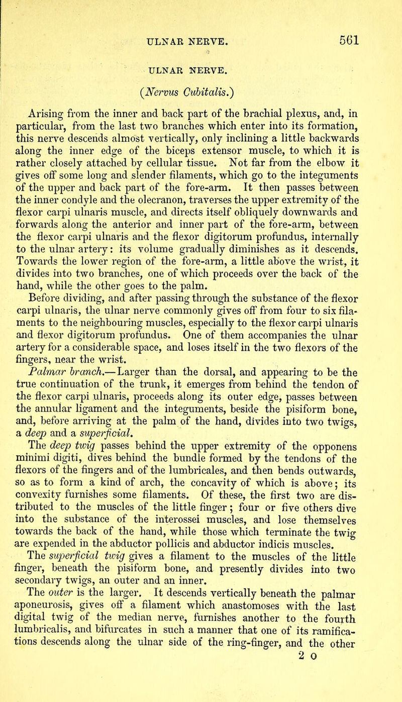 ULNAR NERVE. (Ncrvus Cubitalis.') Arising from the inner and back part of the brachial plexus, and, in particular, from the last two branches which enter into its formation, this nerve descends almost vertically, only inclining a little backwards along the inner edge of the biceps extensor muscle, to which it is rather closely attached by cellular tissue. Not far from the elbow it gives off some long and slender filaments, which go to the integuments of the upper and back part of the fore-arm. It then passes between the inner condyle and the olecranon, traverses the upper extremity of the flexor carpi ulnaris muscle, and directs itself obliquely downwards and forwards along the anterior and inner part of the fore-arm, between the flexor carpi ulnaris and the flexor digitorum profundus, internally to the ulnar artery: its volume gradually diminishes as it descends. Towards the lower region of the fore-arm, a little above the wrist, it divides into two branches, one of which proceeds over the back of the hand, while the other goes to the palm. Before dividing, and after passing through the substance of the flexor carpi ulnaris, the ulnar nerve commonly gives off from four to six fila- ments to the neighbouring muscles, especially to the flexor carpi ulnaris and flexor digitorum profundus. One of them accompanies the ulnar artery for a considerable space, and loses itself in the two flexors of the fingers, near the wrist. Palmar branch.— Larger than the dorsal, and appearing to be the true continuation of the trunk, it emerges from behind the tendon of the flexor carpi ulnaris, proceeds along its outer edge, passes between the annular ligament and the integuments, beside the pisiform bone, and, before arriving at the palm of the hand, divides into two twigs, a deep and a superficial. The deep twig passes behind the upper extremity of the opponens minimi digiti, dives behind the bundle formed by the tendons of the flexors of the fingers and of the lumbricales, and then bends outwards, so as to form a kind of arch, the concavity of which is above; its convexity furnishes some filaments. Of these, the first two are dis- tributed to the muscles of the little finger; four or five others dive into the substance of the interossei muscles, and lose themselves towards the back of the hand, while those which terminate the twig are expended in the abductor pollicis and abductor indicis muscles. The superficial twig gives a filament to the muscles of the little finger, beneath the pisiform bone, and presently divides into two secondary twigs, an outer and an inner. The outer is the larger. It descends vertically beneath the palmar aponeurosis, gives off a filament which anastomoses with the last digital twig of the median nerve, furnishes another to the fourth lumbriealis, and bifurcates in such a manner that one of its ramifica- tions descends along the ulnar side of the ring-finger, and the other 2 0