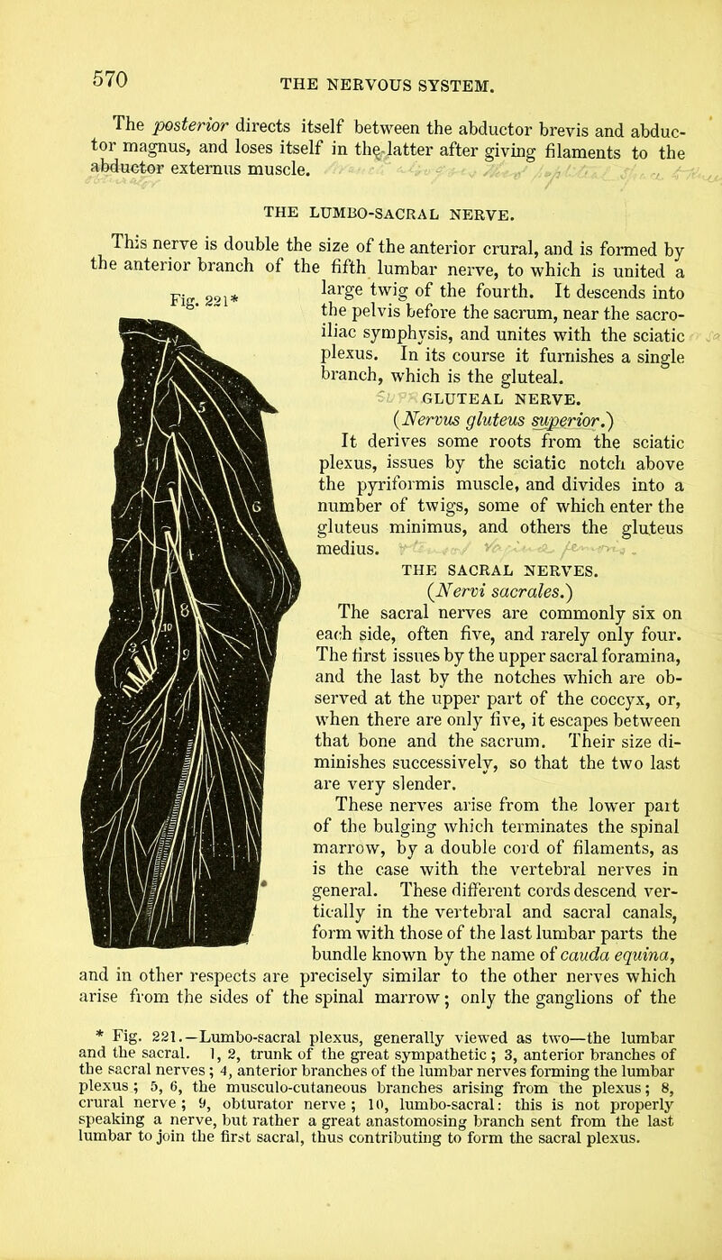 The posterior directs itself between the abductor brevis and abduc- tor magnus, and loses itself in the latter after giving filaments to the abductor externus muscle. THE LUMBO-SACRAL NERVE. This nerve is double the size of the anterior crural, and is formed by the anterior branch of the fifth lumbar nerve, to which is united a large twig of the fourth. It descends into the pelvis before the sacrum, near the sacro- iliac symphysis, and unites with the sciatic plexus. In its course it furnishes a single branch, which is the gluteal. GLUTEAL NERVE. (Nervus gluteus superior.') It derives some roots from the sciatic plexus, issues by the sciatic notch above the pyriformis muscle, and divides into a number of twigs, some of which enter the gluteus minimus, and others the gluteus medius. THE SACRAL NERVES. (Nervi sacrales.) The sacral nerves are commonly six on each side, often five, and rarely only four. The first issues by the upper sacral foramina, and the last by the notches which are ob- served at the upper part of the coccyx, or, when there are only five, it escapes between that bone and the sacrum. Their size di- minishes successively, so that the two last are very slender. These nerves arise from the lower part of the bulging which terminates the spinal marrow, by a double cord of filaments, as is the case with the vertebral nerves in general. These different cords descend ver- tically in the vertebral and sacral canals, form with those of the last lumbar parts the bundle known by the name of cauda equina, and in other respects are precisely similar to the other nerves which arise from the sides of the spinal marrow; only the ganglions of the * Fig. 221.—Lumbo-sacral plexus, generally viewed as two—the lumbar and the sacral. 1, 2, trunk of the great sympathetic ; 3, anterior branches of the sacral nerves; 4, anterior branches of the lumbar nerves forming the lumbar plexus ; 5, 6, the musculo-cutaneous branches arising from the plexus; 8, crural nerve; 9, obturator nerve; 10, lumbo-sacral: this is not properly speaking a nerve, but rather a great anastomosing branch sent from the last lumbar to join the first sacral, thus contributing to form the sacral plexus.