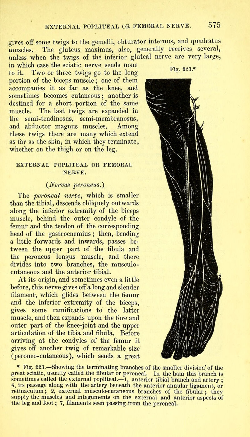 Fig. 223.* gives off some twigs to the gemelli, obturator interims, and quadratus muscles. The gluteus maximus, also, generally receives several, unless when the twigs of the inferior gluteal nerve are very large, in which case the sciatic nerve sends none to it. Two or three twigs go to the long portion of the biceps muscle; one of them accompanies it as far as the knee, and sometimes becomes cutaneous; another is destined for a short portion of the same muscle. The last twigs are expanded in the semi-tendinosus, semi-membranosus, and abductor magnus muscles. Among these twigs there are many which extend as far as the skin, in which they terminate, whether on the thigh or on the leg. EXTERNAL POPLITEAL OR FEMORAL NERVE, (jVervus penmens.) The peroneal nerve, which is smaller than the tibial, descends obliquely outwards along the inferior extremity of the biceps muscle, behind the outer condyle of the femur and the tendon of the corresponding head of the gastrocnemius; then, bending a little forwards and inwards, passes be- tween the upper part of the fibula and the peroneus longus muscle, and there divides into two branches, the musculo- cutaneous and the anterior tibial. At its origin, and sometimes even a little before, this nerve gives off a long and slender filament, which glides between the femur and the inferior extremity of the biceps, gives some ramifications to the latter muscle, and then expands upon the fore and outer part of the knee-joint and the upper articulation of the tibia and fibula. Before arriving at the condyles of the femur it gives off another twig of remarkable size (peroneo-cutaneous), which sends a great * Fig. 223—Showing the terminating branches of the smaller division; of the great sciatic, usually called the fibular or peroneal. In the ham this branch is sometimes called the external popliteal.— 1, anterior tibial branch and artery ; 6, its passage along with the artery beneath the anterior annular ligament, or retinaculum; 2, external musculo-cutaneous branches of the fibular; they supply the muscles and integuments on the external and anterior aspects of the leg and foot; 7, filaments seen passing from the peroneal.