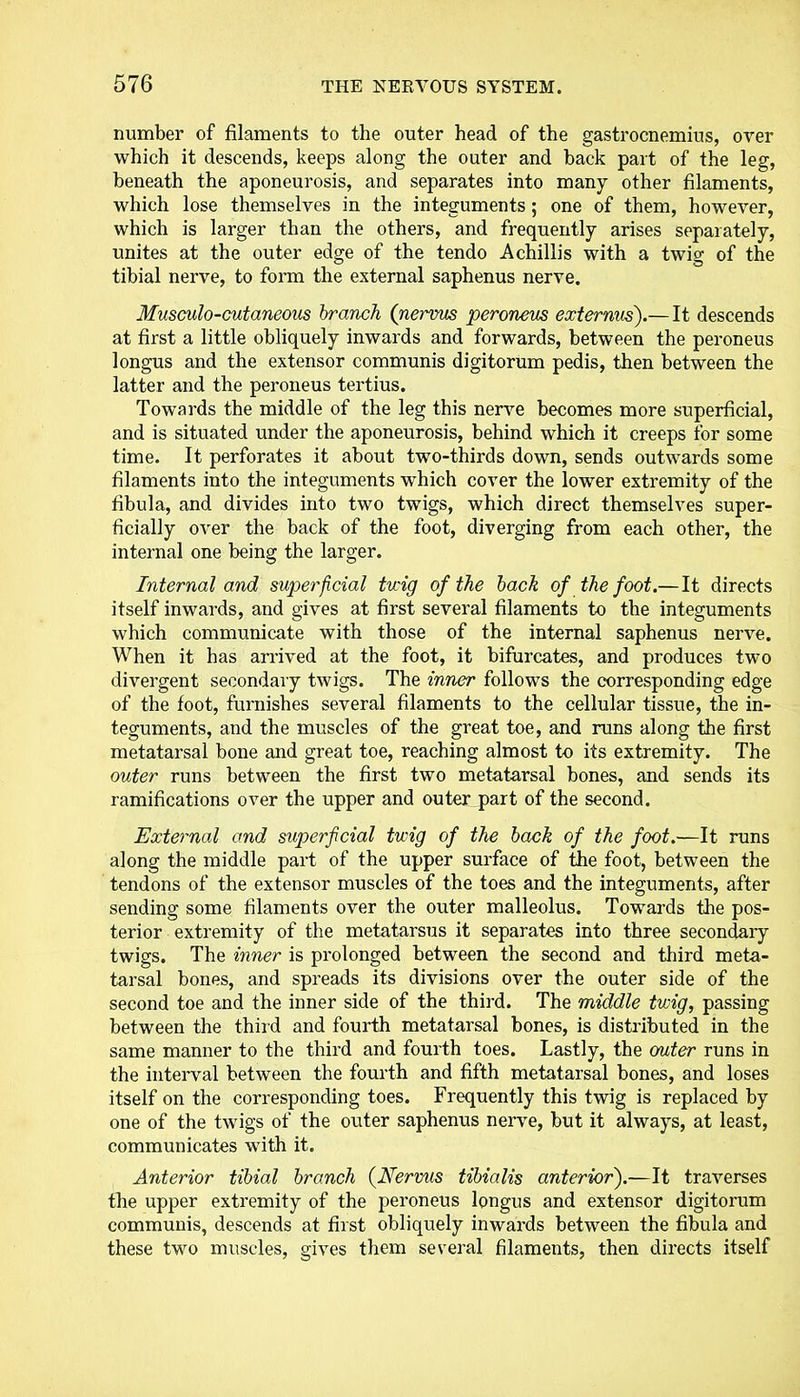 number of filaments to the outer head of the gastrocnemius, over which it descends, keeps along the outer and hack part of the leg, beneath the aponeurosis, and separates into many other filaments, which lose themselves in the integuments; one of them, however, which is larger than the others, and frequently arises separately, unites at the outer edge of the tendo Achillis with a twig of the tibial nerve, to form the external saphenus nerve. Musculo-cutaneous branch (nei'vus peroneus externus).— It descends at first a little obliquely inwards and forwards, between the peroneus longus and the extensor communis digitorum pedis, then between the latter and the peroneus tertius. Towards the middle of the leg this nerve becomes more superficial, and is situated under the aponeurosis, behind which it creeps for some time. It perforates it about two-thirds down, sends outwards some filaments into the integuments which cover the lower extremity of the fibula, and divides into two twigs, which direct themselves super- ficially over the back of the foot, diverging from each other, the internal one being the larger. Internal and superficial twig of the back of the foot.—It directs itself inwards, and gives at first several filaments to the integuments which communicate with those of the internal saphenus nerve. When it has arrived at the foot, it bifurcates, and produces two divergent secondary twigs. The inner follows the corresponding edge of the foot, furnishes several filaments to the cellular tissue, the in- teguments, and the muscles of the great toe, and runs along the first metatarsal bone and great toe, reaching almost to its extremity. The outer runs between the first two metatarsal bones, and sends its ramifications over the upper and outer part of the second. External and superficial twig of the back of the foot.—It runs along the middle part of the upper surface of the foot, between the tendons of the extensor muscles of the toes and the integuments, after sending some filaments over the outer malleolus. Towards the pos- terior extremity of the metatarsus it separates into three secondary twigs. The inner is prolonged between the second and third meta- tarsal bones, and spreads its divisions over the outer side of the second toe and the inner side of the third. The middle twig, passing between the third and fourth metatarsal bones, is distributed in the same manner to the third and fourth toes. Lastly, the outer runs in the interval between the fourth and fifth metatarsal bones, and loses itself on the corresponding toes. Frequently this twig is replaced by one of the twigs of the outer saphenus nerve, but it always, at least, communicates with it. Anterior tibial branch (Nermis tibialis anterior).—It traverses the upper extremity of the peroneus longus and extensor digitorum communis, descends at first obliquely inwards between the fibula and these two muscles, gives them several filaments, then directs itself