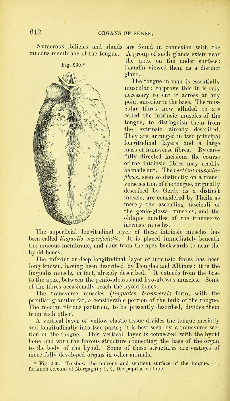 Fig. 230.* Numerous follicles and glands are found in connexion with the mucous membrane of the tongue. A group of such glands exists near the apex on the under surface: Blandin viewed them as a distinct gland. The tongue in man is essentially muscular: to prove this it is only necessary to cut it across at any point anterior to the base. The mus- cular fibres now alluded to are called the intrinsic muscles of the tongue, to distinguish them from the extrinsic already described. They are arranged in two principal longitudinal layers and a large mass of transverse fibres. By care- fully directed incisions the course of the intrinsic fibres may readily be made out. The vertical muscular- fibres, seen so distinctly on a trans- verse section of the tongue, originally described by Gerdy as a distinct muscle, are considered by Theile as merely the ascending fasciculi of the genio-glossal muscles, and the oblique bundles of the transverse intrinsic muscles. The superficial longitudinal layer of these intrinsic muscles has been called lingualis superficialis. It is placed immediately beneath the mucous membrane, and runs from the apex backwards to near the hyoid bones. The inferior or deep longitudinal layer of intrinsic fibres has been long known, having been described by Douglas and Albinus: it is the lingualis muscle, in fact, already described. It extends from the base to the apex, between the genio-glossus and hyo-glossus muscles. Some of the fibres occasionally reach the hyoid bones. The transverse muscles (linguales transversi) form, with the peculiar granular fat, a considerable portion of the bulk of the tongue. The median fibrous partition, to be presently described, divides them from each other. A vertical layer of yellow elastic tissue divides the tongue mesially and longitudinally into two parts; it is best seen by a transverse sec- tion of the tongue. This vertical layer is connected with the hyoid bone and with the fibrous structure connecting the base of the organ to the body of the hyoid. Some of these structures are vestiges of more fully developed organs in other animals. * Fig. 230.—To show the mucous and sentient surface of the tongue.—1, foramen coecum of Morgagni ; 2, 2, the papiIke vallatan