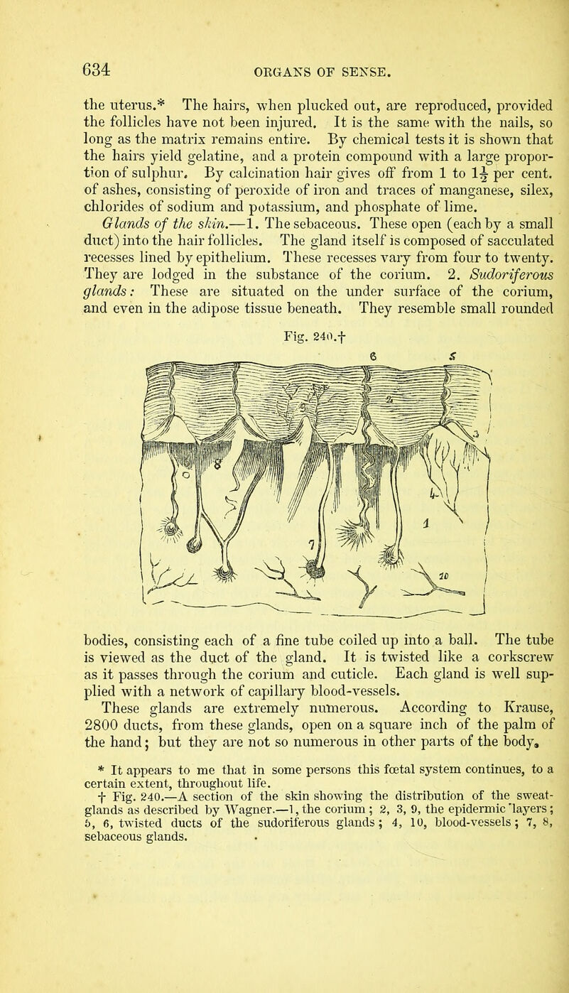 the uterus.* The hairs, when plucked out, are reproduced, provided the follicles have not been injured. It is the same with the nails, so long as the matrix remains entire. By chemical tests it is shown that the hairs yield gelatine, and a protein compound with a large propor- tion of sulphur. By calcination hair gives off from 1 to \\ per cent, of ashes, consisting of peroxide of iron and traces of manganese, silex, chlorides of sodium and potassium, and phosphate of lime. Glands of the shin.—1. The sebaceous. These open (each by a small duct) into the hair follicles. The gland itself is composed of sacculated recesses lined by epithelium. These recesses vary from four to twenty. They are lodged in the substance of the corium. 2. Sudoriferous glands: These are situated on the under surface of the corium, and even in the adipose tissue beneath. They resemble small rounded Fig. 240.-j- bodies, consisting each of a fine tube coiled up into a ball. The tube is viewed as the duct of the gland. It is twisted like a corkscrew as it passes through the corium and cuticle. Each gland is well sup- plied with a network of capillary blood-vessels. These glands are extremely numerous. According to Krause, 2800 ducts, from these glands, open on a square inch of the palm of the hand; hut they are not so numerous in other parts of the body, * It appears to me that in some persons this foetal system continues, to a certain extent, throughout life. f Fig. 240.—A section of the skin showing the distribution of the sweat- glands as described by Wagner.—1, the corium; 2, 3, 0, the epidermic layers; 5, 6, twisted ducts of the sudoriferous glands; 4, 10, blood-vessels; 7, 8, sebaceous glands.