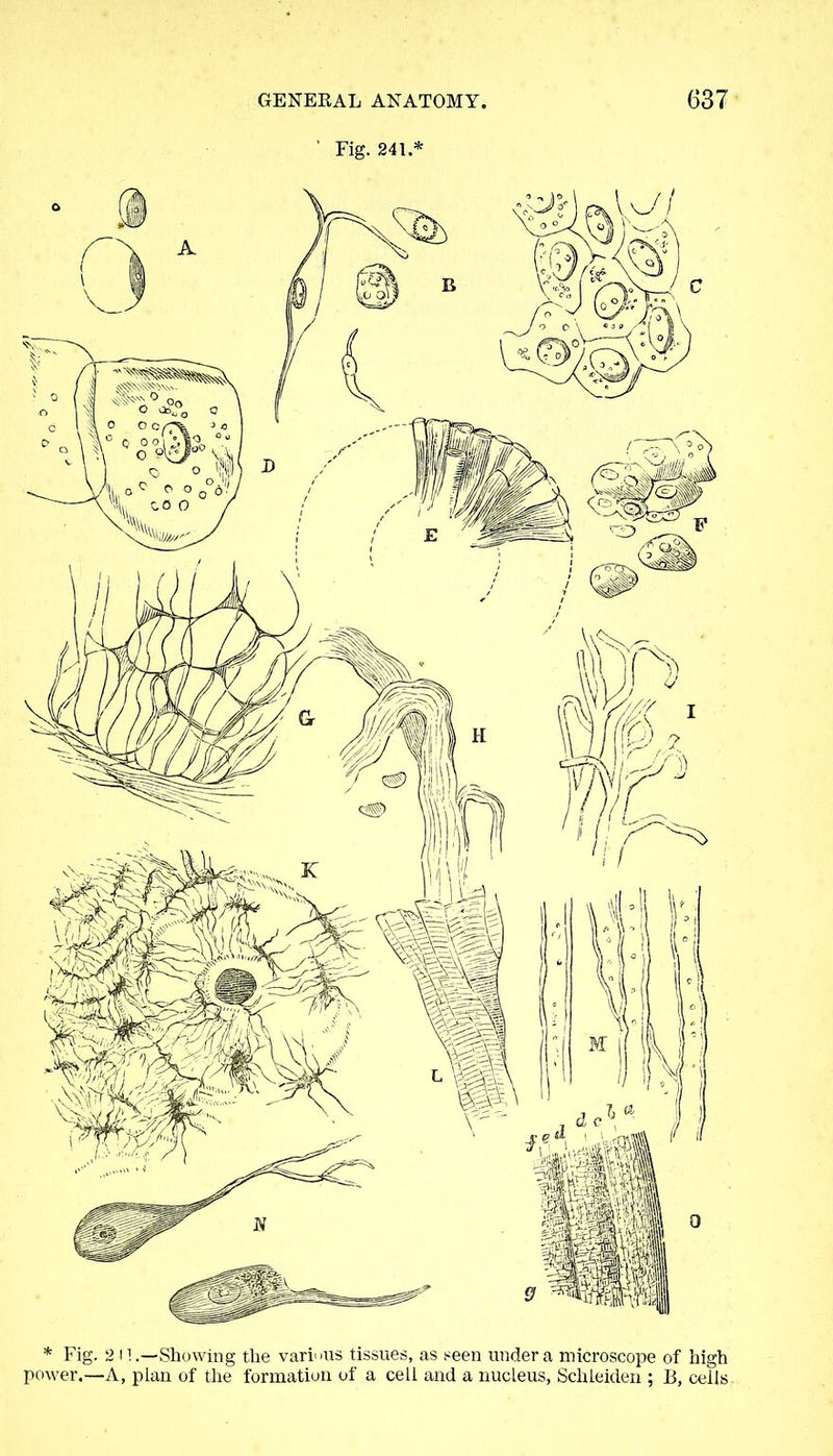 Fig. 241.* * Fig. 211.—Showing the various tissues, as seen under a microscope of high power.—A, plan of the formation of a cell and a nucleus, Schleiden ; B, ceils