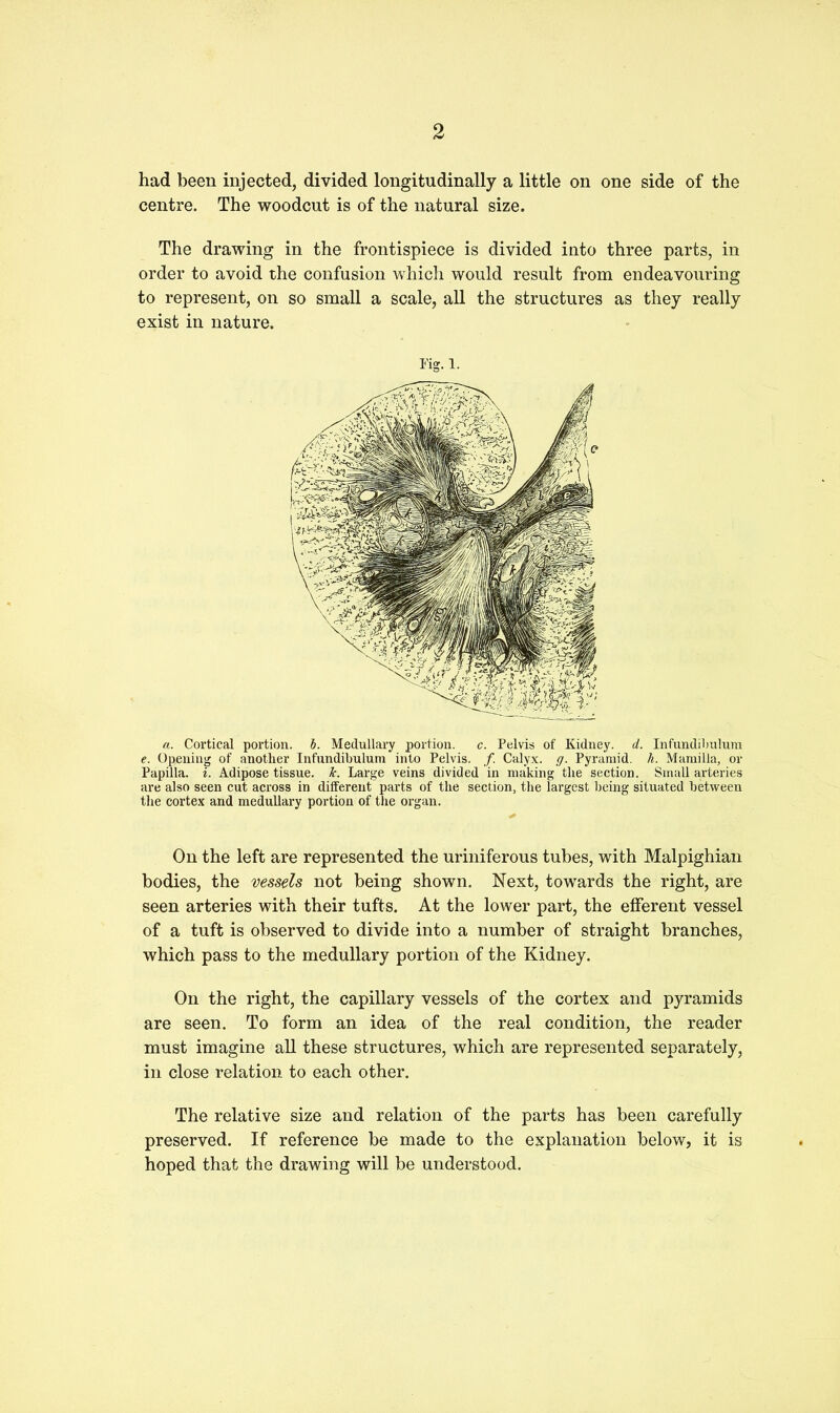 had been injected, divided longitudinally a little on one side of the centre. The woodcut is of the natural size. The drawing in the frontispiece is divided into three parts, in order to avoid the confusion which would result from endeavouring to represent, on so small a scale, all the structures as they really exist in nature. Fig. l. a. Cortical portion, b. Medullary portion. c. Pelvis of Kidney, d. Infundibulum e. Opening of another Infundibulum into Pelvis, /. Calyx, g. Pyramid, h. Mami 11a, or Papilla, i. Adipose tissue. Jc. Large veins divided in making the section. Small arteries are also seen cut across in different parts of the section, the largest being situated between the cortex and medullary portion of the organ. On the left are represented the uriniferous tubes, with Malpighian bodies, the vessels not being shown. Next, towards the right, are seen arteries with their tufts. At the lower part, the efferent vessel of a tuft is observed to divide into a number of straight branches, which pass to the medullary portion of the Kidney. On the right, the capillary vessels of the cortex and pyramids are seen. To form an idea of the real condition, the reader must imagine all these structures, which are represented separately, in close relation to each other. The relative size and relation of the parts has been carefully preserved. If reference be made to the explanation below, it is hoped that the drawing will be understood.