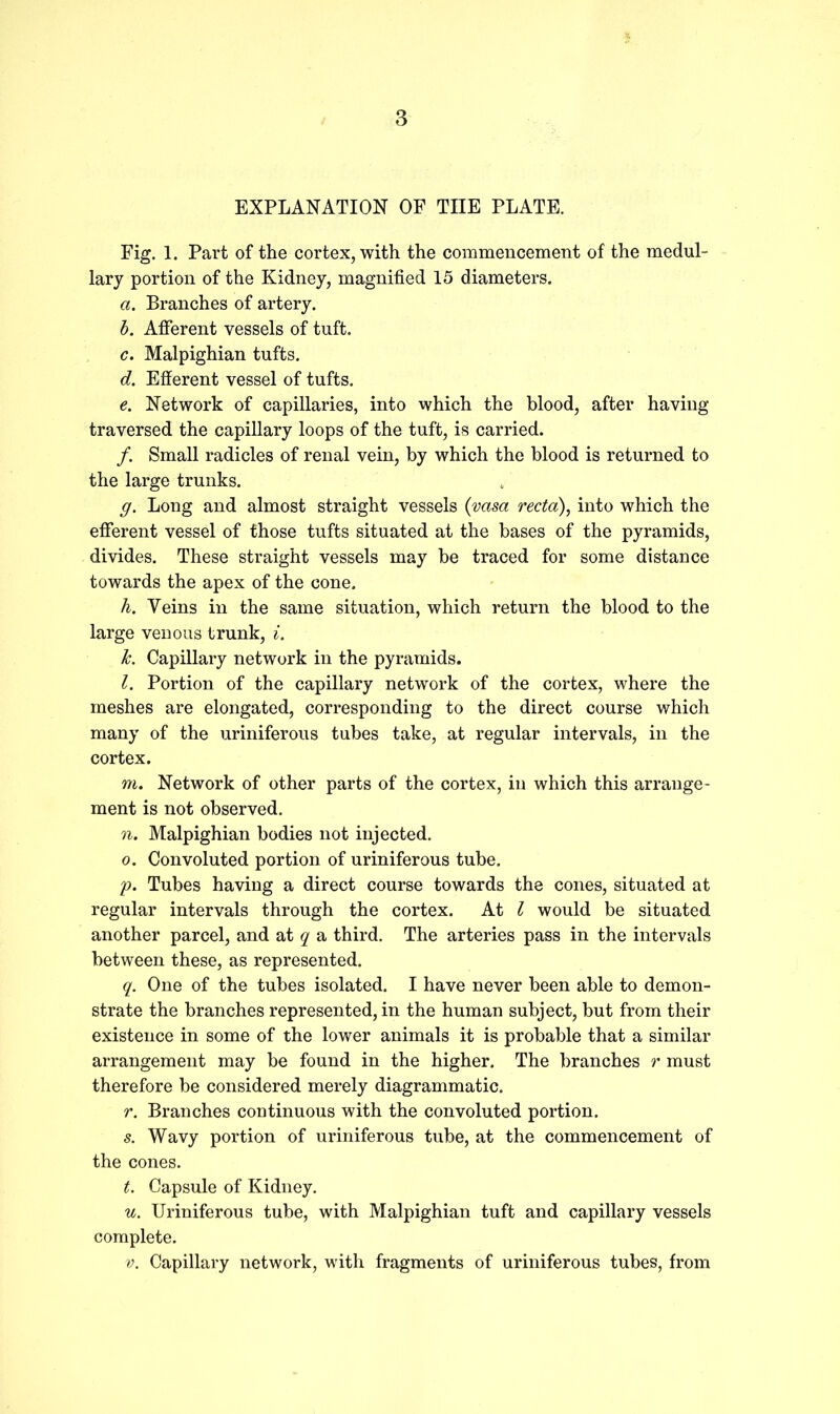 EXPLANATION OF THE PLATE. Fig. 1. Part of the cortex, with the commencement of the medul- lary portion of the Kidney, magnified 15 diameters. a. Branches of artery. b. Afferent vessels of tuft. c. Malpighian tufts. d. Efferent vessel of tufts. e. Network of capillaries, into which the blood, after having traversed the capillary loops of the tuft, is carried. /. Small radicles of renal vein, by which the blood is returned to the large trunks. g. Long and almost straight vessels (vasa recta), into which the efferent vessel of those tufts situated at the bases of the pyramids, divides. These straight vessels may be traced for some distance towards the apex of the cone. h. Veins in the same situation, which return the blood to the large venous trunk, i. k. Capillary network in the pyramids. l. Portion of the capillary network of the cortex, where the meshes are elongated, corresponding to the direct course which many of the uriniferous tubes take, at regular intervals, in the cortex. m. Network of other parts of the cortex, in which this arrange- ment is not observed. n. Malpighian bodies not injected. o. Convoluted portion of uriniferous tube. p. Tubes having a direct course towards the cones, situated at regular intervals through the cortex. At l would be situated another parcel, and at q a third. The arteries pass in the intervals between these, as represented. q. One of the tubes isolated. I have never been able to demon- strate the branches represented, in the human subject, but from their existence in some of the lower animals it is probable that a similar arrangement may be found in the higher. The branches r must therefore be considered merely diagrammatic. r. Branches continuous with the convoluted portion. s. Wavy portion of uriniferous tube, at the commencement of the cones. t. Capsule of Kidney. u. Uriniferous tube, with Malpighian tuft and capillary vessels complete. v. Capillary network, with fragments of uriniferous tubes, from