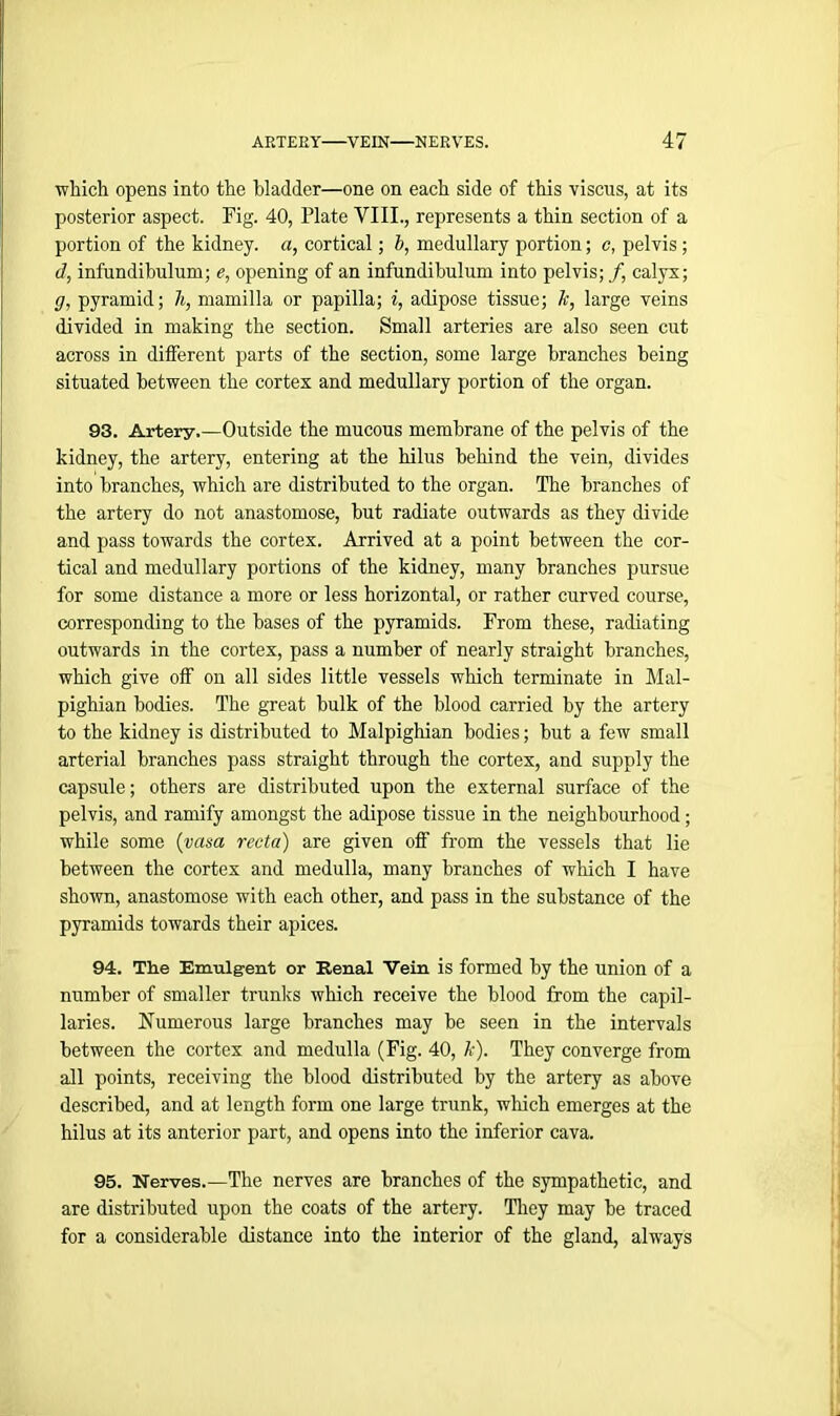 which opens into the bladder—one on each side of this viscus, at its posterior aspect. Fig. 40, Plate VIII., represents a thin section of a portion of the kidney, a, cortical; b, medullary portion; c, pelvis; <1, infundibulum; e, opening of an infundibulum into pelvis; /, calyx; g, pyramid; h, mamilla or papilla; i, adipose tissue; k, large veins divided in making the section. Small arteries are also seen cut across in different parts of the section, some large branches being situated between the cortex and medullary portion of the organ. 93. Artery.—Outside the mucous membrane of the pelvis of the kidney, the artery, entering at the hilus behind the vein, divides into branches, which are distributed to the organ. The branches of the artery do not anastomose, but radiate outwards as they divide and pass towards the cortex. Arrived at a point between the cor- tical and medullary portions of the kidney, many branches pursue for some distance a more or less horizontal, or rather curved course, corresponding to the bases of the pyramids. From these, radiating outwards in the cortex, pass a number of nearly straight branches, which give off on all sides little vessels which terminate in Mal- pighian bodies. The great bulk of the blood carried by the artery to the kidney is distributed to Malpighian bodies; but a few small arterial branches pass straight through the cortex, and supply the capsule; others are distributed upon the external surface of the pelvis, and ramify amongst the adipose tissue in the neighbourhood; while some (vasa recta) are given off from the vessels that lie between the cortex and medulla, many branches of which I have shown, anastomose with each other, and pass in the substance of the pyramids towards their apices. 94. The Emulg-ent or Renal Vein is formed by the union of a number of smaller trunks which receive the blood from the capil- laries. Numerous large branches may be seen in the intervals between the cortex and medulla (Fig. 40, k). They converge from all points, receiving the blood distributed by the artery as above described, and at length form one large trunk, which emerges at the hilus at its anterior part, and opens into the inferior cava. 95. Nerves.—The nerves are branches of the sympathetic, and are distributed upon the coats of the artery. They may be traced for a considerable distance into the interior of the gland, always