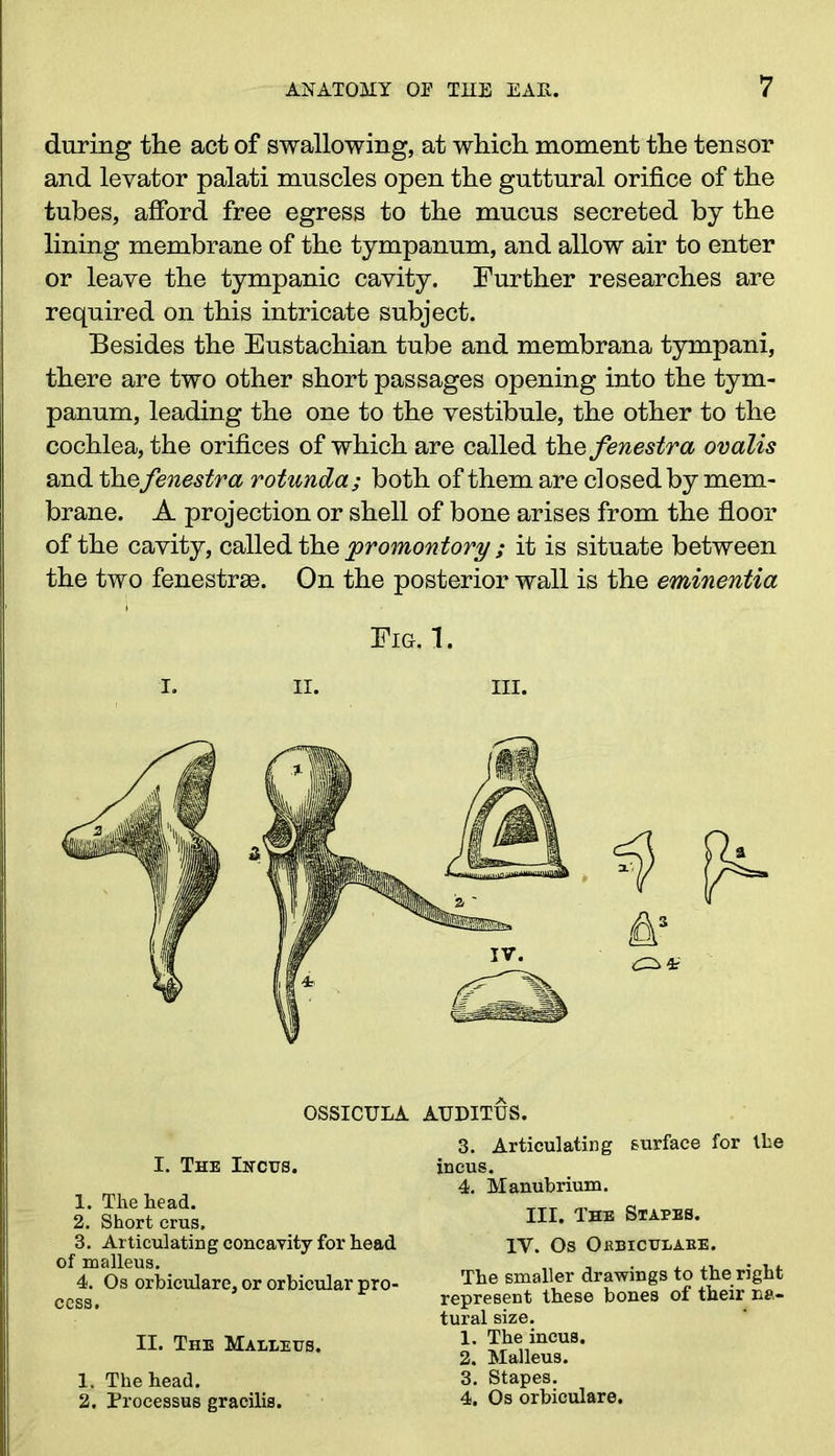 during the act of swallowing, at which moment the tensor and levator palati muscles open the guttural orifice of the tubes, afford free egress to the mucus secreted by the lining membrane of the tympanum, and allow air to enter or leave the tympanic cavity. Further researches are required on this intricate subject. Besides the Eustachian tube and membrana tympani, there are two other short passages opening into the tym- panum, leading the one to the vestibule, the other to the cochlea, the orifices of which are called thefenestra ovalis and the fenestra rotunda; both of them are closed by mem- brane. A projection or shell of bone arises from the floor of the cavity, called the promontory ; it is situate between the two fenestrse. On the posterior wall is the eminentia Fig. 1. OSSICULA AUDITUS. I. The Ihcus. 1. The head. 2. Short crus, 3. Articulating concavity for head of malleus. 4. Os orbiculare, or orbicular pro- cess. II. The Malbeus. 1. The head. 2. Processus gracilis. 3. Articulating surface for the incus. 4. Manubrium. III. The Stapes. IV. Os Okbiculabe. The smaller drawings to the right represent these bones of their na- tural size. 1. The incus. 2. Malleus. 3. Stapes. 4. Os orbiculare.