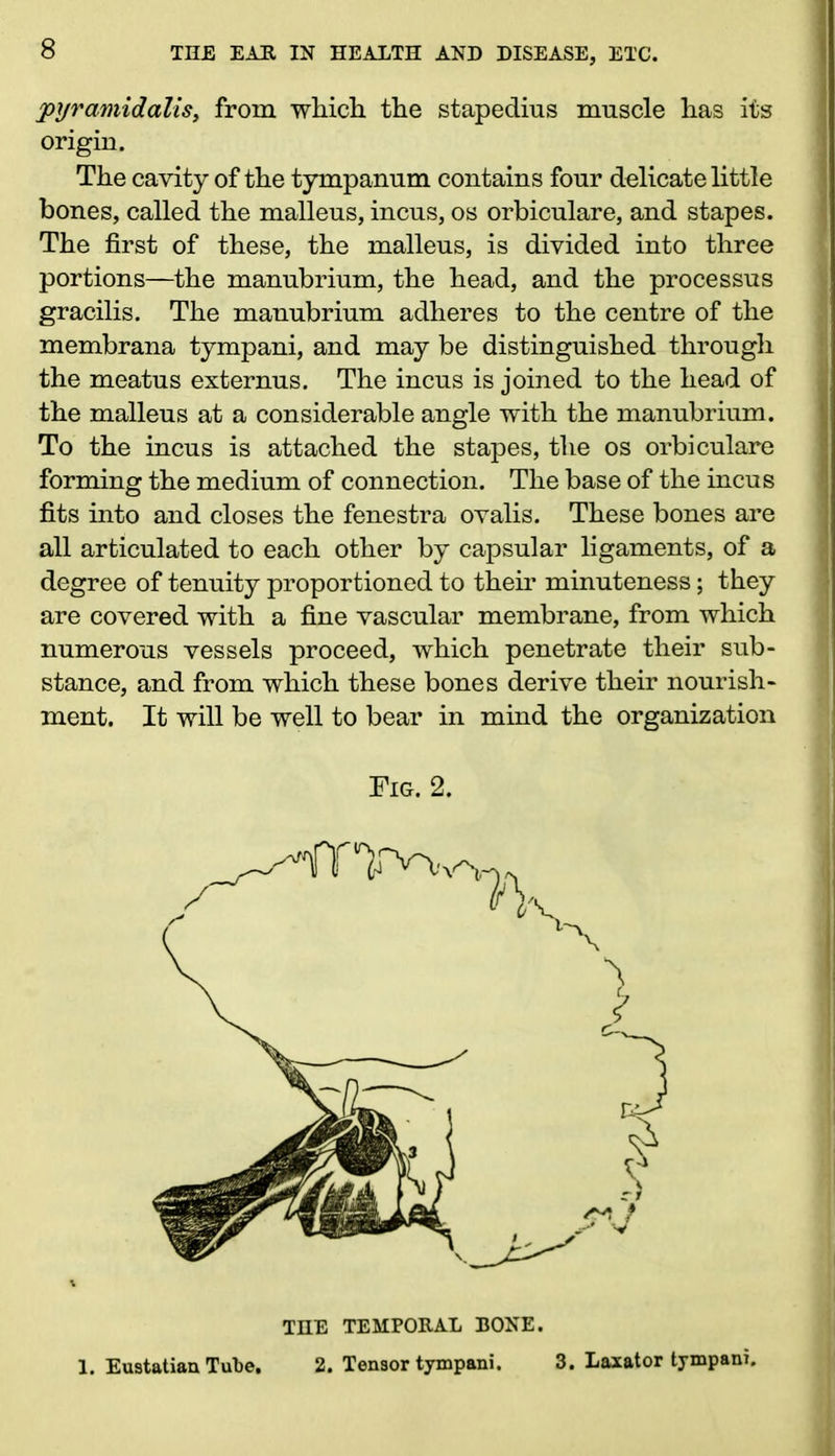 pyramidalis, from which, the stapedius muscle has its origin. The cavity of the tympanum contains four delicate little bones, called the malleus, incus, os orbiculare, and stapes. The first of these, the malleus, is divided into three portions—the manubrium, the head, and the processus gracilis. The manubrium adheres to the centre of the membrana tympani, and may be distinguished through the meatus externus. The incus is joined to the head of the malleus at a considerable angle with the manubrium. To the incus is attached the stapes, the os orbiculare forming the medium of connection. The base of the incus fits into and closes the fenestra ovalis. These bones are all articulated to each other by capsular ligaments, of a degree of tenuity proportioned to their minuteness; they are covered with a fine vascular membrane, from which numerous vessels proceed, which penetrate their sub- stance, and from which these bones derive their nourish- ment. It will be well to bear in mind the organization 1. Eustatian Tube. 2. Tensor tympani. 3. Laxator tympani. Fig. 2. THE TEMPORAL BONE.