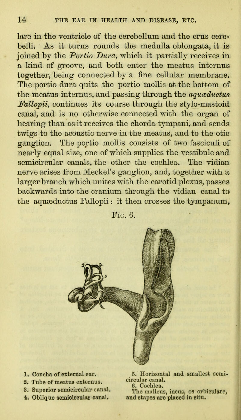 lare in the ventricle of the cerebellum and the crus cere- belli. As it turns rounds the medulla oblongata, it is joined by the Portio Dura, which it partially receives in a kind of groove, and both enter the meatus internus together, being connected by a fine cellular membrane. The portio dura quits the portio mollis at the bottom of the meatus internus, and passing through the aquceductus Fallopii, continues its course through the stylo-mastoid canal, and is no otherwise connected with the organ of hearing than as it receives the chorda tympani, and sends twigs to the acoustic nerve in the meatus, and to the otic ganglion. The portio mollis consists of two fasciculi of nearly equal size, one of which supplies the vestibule and semicircular canals, the other the cochlea. The vidian nerve arises from Meckel’s ganglion, and, together with a larger branch which unites with the carotid plexus, passes backwards into the cranium through the vidian canal to the aquseductus Fallopii: it then crosses the tympanum. Fig. 6. 1. Concha of external ear. 2. Tube of meatus externus. 3. Superior semicircular canal. 4. Oblique semicircular canal. 5. Horizontal and smallest semi- circular canal. 6. Cochlea. The malleus, incus, os orbiculare, and stapes are placed in situ.