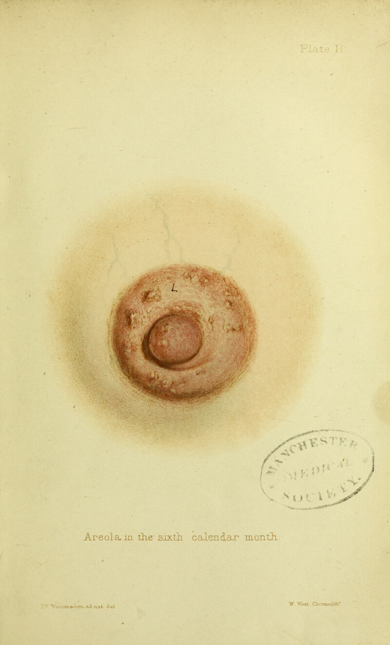 Plate II: Areola in he 'sixth calendar month P*-*\ ^Al*3st,macatt,a>d.zi.aJt deL W. West, Chromc-iithl