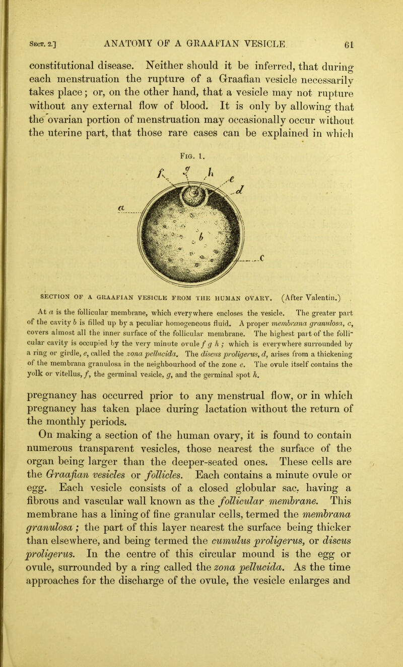 constitutional disease. Neither should it be inferred, that during each menstruation the rupture of a Graafian vesicle necessarily takes place; or, on the other hand, that a vesicle may not rupture without any external flow of blood. It is only by allowing that the ovarian portion of menstruation may occasionally occur without the uterine part, that those rare cases can be explained in which Fig. i. SECTION OF A GRAAFIAN VESICLE FROM THE HUMAN OVARY. (After Valentin.) At a is the follicular membrane, which everywhere encloses the vesicle. The greater part of the cavity b is filled up by a peculiar homogeneous fluid. A proper membmna granulosa, c, covers almost all the inner surface of the follicular membrane. The highest part of the follr cular cavity is occupied by the very minute ovule f g h ; which is everywhere surrounded by a ring or girdle, e, called the zona pellucida. The discus proligerus, d, arises from a thickening of the membrana granulosa in the neighbourhood of the zone e. The ovule itself contains the yolk or vitellus, /, the germinal vesicle, g, and the germinal spot h. pregnancy lias occurred prior to any menstrual flow, or in which pregnancy has taken place during lactation without the return of the monthly periods. On making a section of the human ovary, it is found to contain numerous transparent vesicles, those nearest the surface of the organ being larger than the deeper-seated ones. These cells are the Graafian vesicles or follicles. Each contains a minute ovule or egg. Each vesicle consists of a closed globular sac, having a fibrous and vascular wall known as the follicular membrane. This membrane has a lining of fine granular cells, termed the membrana granulosa ; the part of this layer nearest the surface being thicker than elsewhere, and being termed the cumulus proligerus, or discus proligerus. In the centre of this circular mound is the egg or ovule, surrounded by a ring called the zona pellucida. As the time approaches for the discharge of the ovule, the vesicle enlarges and