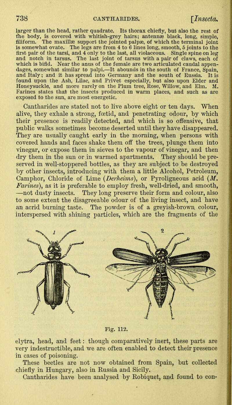 larger than the head, rather quadrate. Its thorax chiefly, but also the rest of the body, is covered with whitish-grey hairs; antennae black, long, simple, filiform. The maxillae support the jointed palpae, of which the terminal joint is somewhat ovate. The legs are from 4 to 6 lines long, smooth, 5 joints to the first pair of the tarsi, and 4 only to the last, all violaceous. Single spine on leg and notch in tarsus. The last joint of tarsus with a pair of claws, each of which is bifid. Near the anus of the female are two articulated caudal appen- dages, somewhat similar to palpi.—It abounds in the south of France, Spain, and Italy; and it has spread into Germany and the south of Russia. It is found upon the Ash, Lilac, and Privet especially, but also upon Elder and Honeysuckle, and more rarely on the Plum tree, Rose, Willow, and Elm. M. Farines states that the insects produced in warm places, and such as are exposed to the sun, are most energetic. Cantharides are stated not to live above eight or ten days. When alive, they exhale a strong, foetid, and penetrating odour, by which their presence is readily detected, and which is so offensive, that public walks sometimes become deserted until they have disappeared. They are usually caught early in the morning, when persons with covered hands and faces shake them off the trees, plunge them into vinegar, or expose them in sieves to the vapour of vinegar, and then dry them in the sun or in warmed apartments. They should be pre- served in well-stoppered bottles, as they are subject to be destroyed by other insects, introducing with them a little Alcohol, Petroleum, Camphor, Chloride of Lime (Derheims), or Pyroligneous acid (M. Farines), as it is preferable to employ fresh, well-dried, and smooth, —not dusty insects. They long preserve their form and colour, also to some extent the disagreeable odour of the living insect, and have an acrid burning taste. The powder is of a greyish-brown colour, interspersed with shining particles, which are the fragments of the elytra, head, and feet: though comparatively inert, these parts are very indestructible, and we are often enabled to detect their presence in cases of poisoning. These beetles are not now obtained from Spain, but collected chiefly in Hungary, also in Russia and Sicily. Cantharides have been analysed by Robiquet, and found to con- Fig. 112.