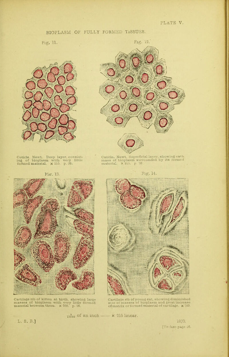 BIOPLASM OF FULLY FORMED TISSUES. Fig. 11. Cuticle. Newt. Deep layer, consist- ing of bioplasm with, very little foimed material. X 215. p. 26. Fig. 12.' Cuticle. Newt. Superficial layer, showing each mass of bioplasm surrounded by its formed material. X 2i5. p. 26 Cartilage rib of kitten at birth, showing large masses o'f bioplasm with very little formed material between them, x 700. p. 26. Cartilage rib of young cat, showing diminished size of masses of bioplasm and great increase of matrix or formed material of cartilage, x 700. Fig. 13. .Fig. 14. of an inch- x 215 linear.