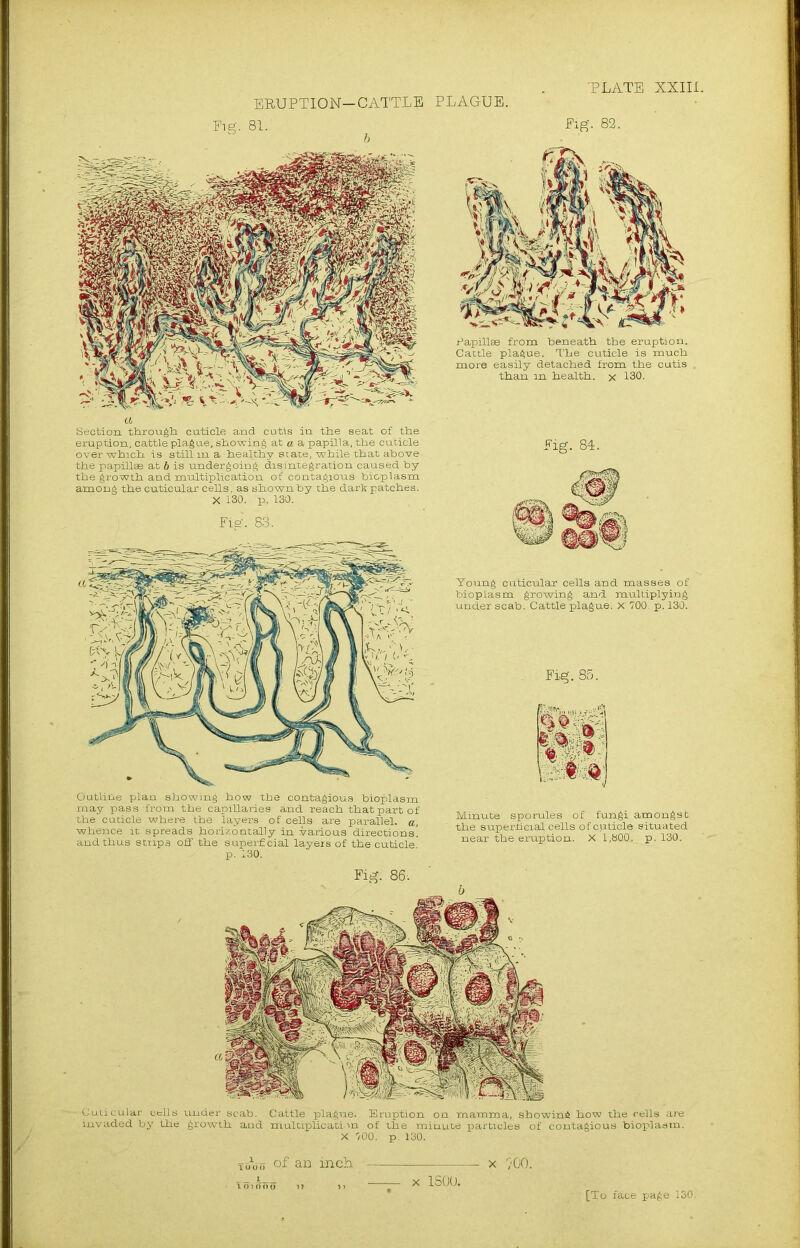 ERUPTION—CATTLE PLAGUE. Elg. 81.' Pig’. 82. Papillae from heneath the eruption. Cattle plague. The cuticle is much more easily detached from the cutis than m health, x 130. a Section through cuticle and cutis in the seat of the eruption, cattle plague, showing at a a papilla, the cuticle over which is still m a healthy state, while that above the papillae at b is undergoing disintegration caused by the growth and multiplication of contagious bioplasm among the cuticular cells, as shown by the dark patches. X 130. p. 130. Fig. S3. Outline plan showing how the contagious bioplasm may pass-from the capillaries and reach that part of the cuticle where the layers of cells are parallel, a, whence it spreads horizontally in various directions, and thus strips off the superficial layers of the cuticle' p. 130. Pig. 84. Young cuticular cells and masses of bioplasm growing and multiplying under scab. Cattle plague. X 700. p. 130. Fig. 85. W. m fift Minute sporules of fungi amongst the superficial cells of cuticle situated near the eruption. X l,b00_. p. 130. Guiicular cells under scab. Cattle plague. Eruption on mamma, showing how the cells are .invaded by the growth and multiplication of the minute particles of contagious bioplasm. X 700. p. 130. xbVo of an inch x 700. x 1800.