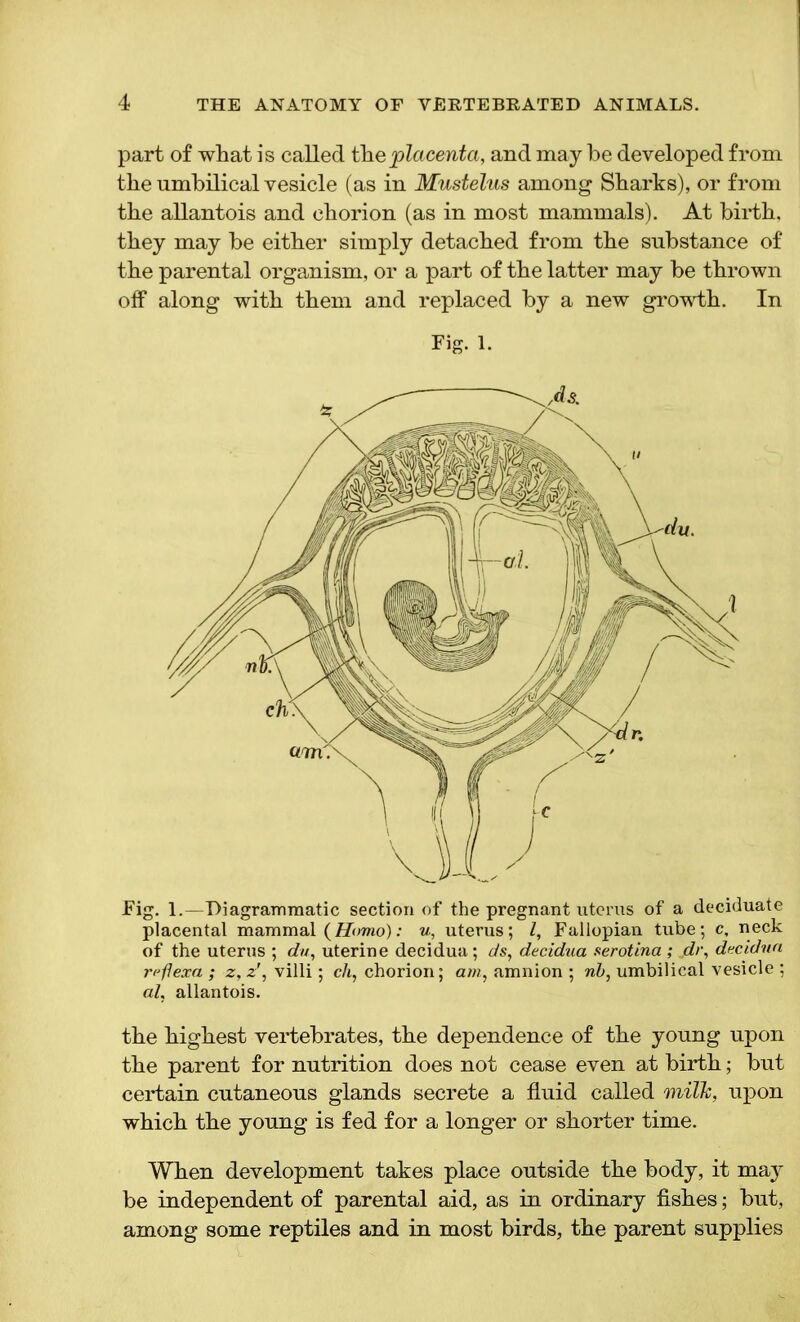 part of what is called the placenta, and may be developed from the umbilical vesicle (as in Mustelus among Sharks), or from the allantois and chorion (as in most mammals). At birth, they may be either simply detached from the substance of the parental organism, or a part of the latter may be thrown off along with them and replaced by a new growth. In Fig. 1. Fig. 1.—Diagrammatic section of the pregnant uterus of a deciduate placental mammal (Homo): u, uterus; l. Fallopian tube; c, neck of the uterus ; du, uterine decidua; ds, decidua serotina ; dr, decidua rpflexa ; z, zvilli ; ch, chorion; am, amnion ; nb, umbilical vesicle ; al, allantois. the highest vertebrates, the dependence of the young upon the parent for nutrition does not cease even at birth; but certain cutaneous glands secrete a fluid called milk, upon which the young is fed for a longer or shorter time. When development takes place outside the body, it may be independent of parental aid, as in ordinary fishes; but, among some reptiles and in most birds, the parent supplies