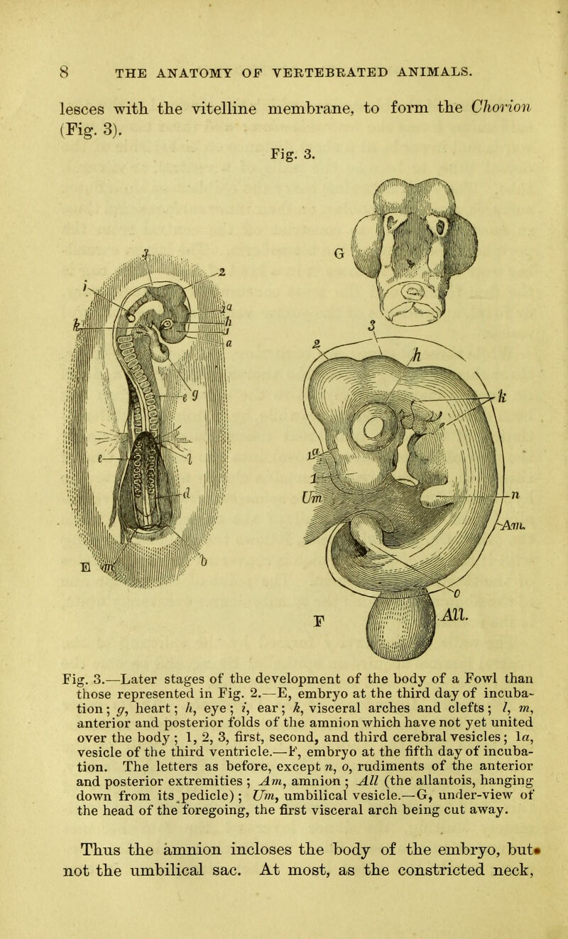 lesces with the vitelline membrane, to form the Chorion (Fig. 3). Fig. 3. Fig. 3.—Later stages of the development of the body of a Fowl than those represented in Fig. 2.—E, embryo at the third day of incuba- tion ; gr, heart; h, eye ; i, ear; k, visceral arches and clefts; I, m, anterior and posterior folds of the amnion which have not yet united over the body ; 1, 2, 3, first, second, and third cerebral vesicles; la, vesicle of the third ventricle.—F, embryo at the fifth day of incuba- tion. The letters as before, except rc, o, rudiments of the anterior and posterior extremities ; Am, amnion ; All (the allantois, hanging down from its pedicle); C/m, umbilical vesicle.—G, under-view of the head of the foregoing, the first visceral arch being cut away. Thus tbe amnion incloses tbe body of tbe embryo, but* not tbe umbilical sac. At most, as tbe constricted neck,