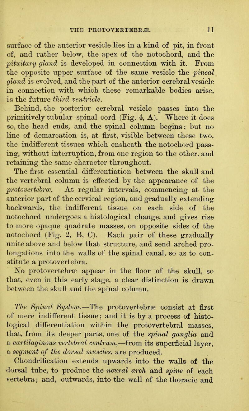 surface of the anterior vesicle lies in a kind of pit, in front of, and rather below, the apex of the notochord, and the pituitary gland is developed in connection with it. From the opposite upper surface of the same vesicle the pineal gland is evolved, and the part of the anterior cerebral vesicle in connection with which these remarkable bodies arise, is the future third ventricle. Behind, the posterior cerebral vesicle passes into the primitively tubular spinal cord (Fig. 4, A). Where it does so, the head ends, and the spinal column begins; but no line of demarcation is, at first, visible between these two, the indifferent tissues which ensheath the notochord pass- ing, without interruption, from one region to the other, and retaining the same character throughout. The first essential differentiation between the skull and the vertebral column is effected by the appearance of the protovertebrce. At regular intervals, commencing at the anterior part of the cervical region, and gradually extending backwards, the indifferent tissue on each side of the notochord undergoes a histological change, and gives rise to more opaque quadrate masses, on opposite sides of the notochord (Fig. 2, B, C). Each pair of these gradually unite above and below that structure, and send arched pro- longations into the walls of the spinal canal, so as to con- stitute a protovertebra. No protovertebrae appear in the floor of the skull, so that, even in this early stage, a clear distinction is drawn between the skull and the spinal column. The Spinal System.—The protovertebrae consist at first of mere indifferent tissue; and it is by a process of histo- logical differentiation within the protovertebral masses, that, from its deeper parts, one of the spinal ganglia and a cartilaginous vertebral centrum,-—from its superficial layer, a segment of the dorsal muscles, are produced. Chondrification extends upwards into the walls of the dorsal tube, to produce the neural arch and spine of each vertebra; and, outwards, into the wall of the thoracic and