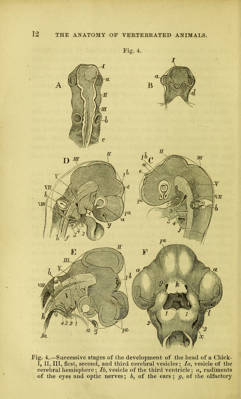 Fig. 4. I Fig. 4.—Successive stages of the development of the head of a Chick- 1, II, III, first, second, and third cerebral vesicles; la, vesicle of the cerebral hemisphere; lb, vesicle of the third ventricle; a, rudiments of the eyes and optic nerves; b, of the ears ; g, of ihe olfactory