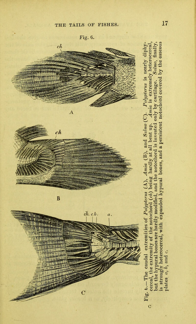 THE TAILS OF FISHES. i cereal, the extremity of the notochord (ch) being hardly at all bent up. Amia is extremely heterocercal, but the hypural bones are hardly modified, and the notochord is invested only by cartilage. Sa/mo, finally, is strongly heterocercal, with expanded hypural bones, and a persistent notochord covered by the osseous plates a, b, and c.