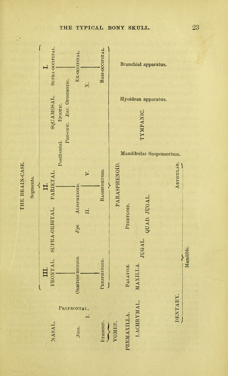 THE BRAIN-CASE. Branchial apparatus. Hyoidean apparatus. Mandibular Suspensorium. tJ § *-3 Q -15 O' 1-4 o D i-s Prefrontal. |} I DENTARY. Articular.