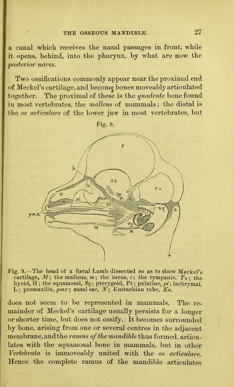 a canal winch receives the nasal passages in front, while it opens, behind, into the pharynx, by what are now the posterior nares. Two ossifications commonly appear near the proximal end of Meckel’s cartilage, and becom^ bones moveably articulated together. The proximal of these is the quadrate bone found in most vertebrates, the malleus of mammals ; the distal is the os articulare of the lower jaw in most vertebrates, but Fig. 9. Fig. 9.—The head of a foetal Lamb dissected so as to show Meckel’s cartilage, M\ the malleus, to; the incus, i; the tympanic, 7y; the hyoid, H; the squamosal, Sq; pterygoid, Pt; palatine,/)/; lachrymal, L ; premaxilla, pmx; nasal sac, N; Eustachian tube, Eu. : does not seem to be represented in mammals. The re- mainder of Meckel’s cartilage usually persists for a longer or shorter time, but does not ossify. It becomes surrounded by bone, arising from one or several centres in the adjacent membrane, and the ramus of the mandible thus formed, articu- lates with the squamosal bone in mammals, but in other Vertebrata is immoveably united with the os articulare. Hence the complete ramus of the mandible articulates