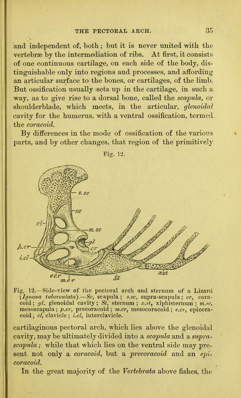 and independent of, both ; but it is never united with the vertebrae by the intermediation of ribs. At first, it consists of one continuous cartilage, on each side of the body, dis- tinguishable only into regions and processes, and affording an articular surface to the bones, or cartilages, of the limb. But ossification usually sets up in the cartilage, in such a way, as to give rise to a dorsal bone, called the scapula, or shoulderblade, which meets, in the articular, glenoidal cavity for the humerus, with a ventral ossification, termed. the coracoid. By differences in the mode of ossification of the various parts, and by other changes, that region of the primitively Fig. 12. Fig. 12.—Side-view of the pectoral arch and sternum of a Lizard (Iguana tuberculata).—Sc, scapula; s.sc, supra-scapula; cr, cora- coid ; pi, glenoidal cavity; St, sternum ; cc.st, xiphisternum ; m.sc, mesoscapula; p.cr, precoracoid ; m.cr, mesocoracoid ; e.cr, epicora- coid; cl, clavicle ; i.cl, interclavicle. cartilaginous pectoral arch, which lies above the glenoidal cavity, maybe ultimately divided into a scapula and a supra- scapula ; while that which lies on the ventral side may pre- sent not only a coracoid, but a precoracoid and an epi- coracoid. In the great majority of the Vertebrata above fishes, the