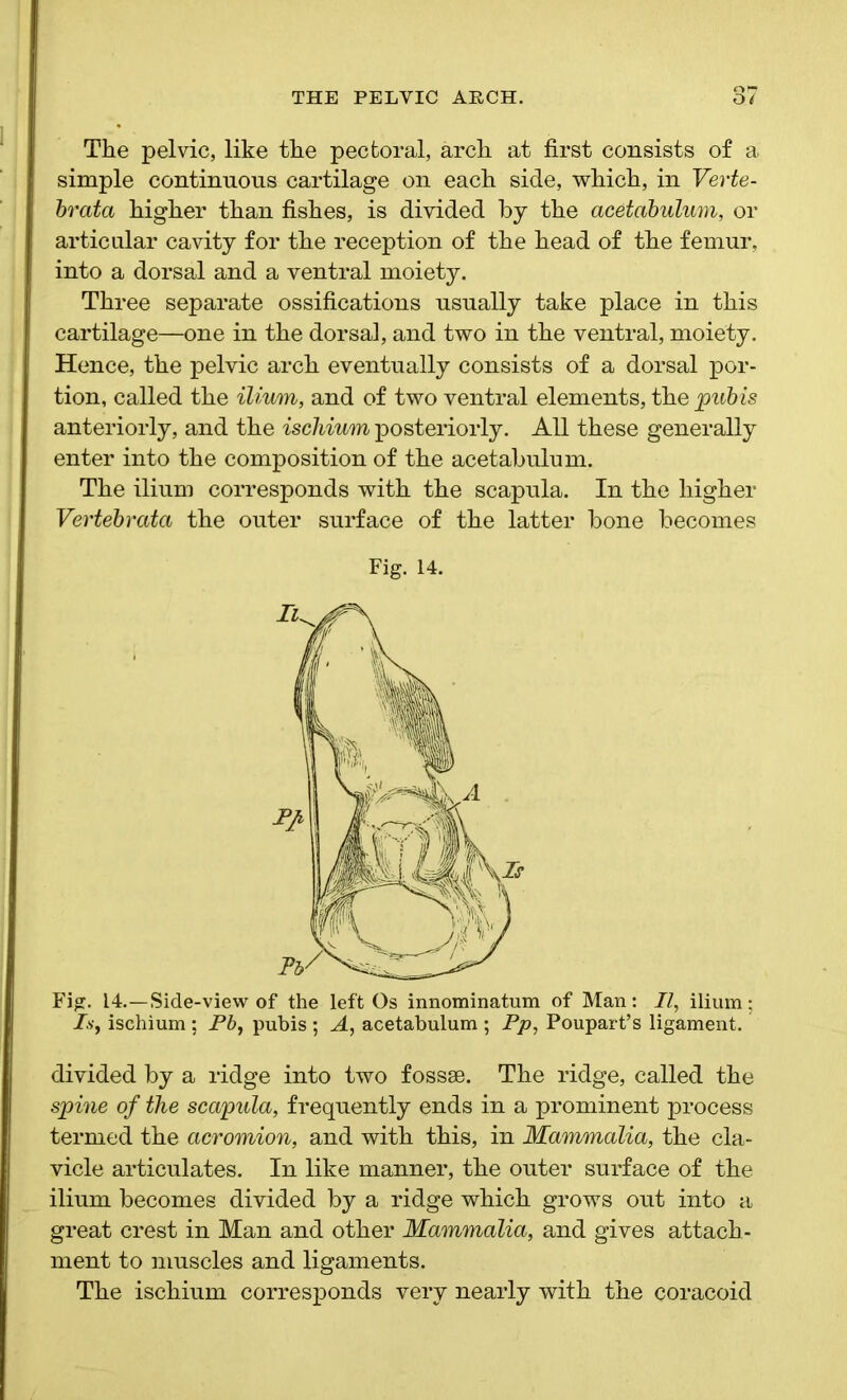 The pelvic, like the pectoral, arch at first consists of a simple continuous cartilage on each side, which, in Verte- brata higher than fishes, is divided by the acetabulum, or articular cavity for the reception of the head of the femur, into a dorsal and a ventral moiety. Three separate ossifications usually take place in this cartilage—one in the dorsal, and two in the ventral, moiety. Hence, the pelvic arch eventually consists of a dorsal por- tion, called the ilium, and of two ventral elements, the pubis anteriorly, and the ischium posteriorly. All these generally enter into the composition of the acetabulum. The ilium corresponds with the scapula. In the higher Vertebrata the outer surface of the latter bone becomes Fig. 14. Fig. 14.—Side-view of the left Os innominatum of Man: II, ilium; Is, ischium ; Pb, pubis ; A, acetabulum ; Pp, Poupart’s ligament. divided by a ridge into two fossae. The ridge, called the spine of the scapula, frequently ends in a prominent process termed the acromion, and with this, in Mammalia, the cla- vicle articulates. In like manner, the outer surface of the ilium becomes divided by a ridge which grows out into a great crest in Man and other Mammalia, and gives attach- ment to muscles and ligaments. The ischium corresponds very nearly with the coracoid