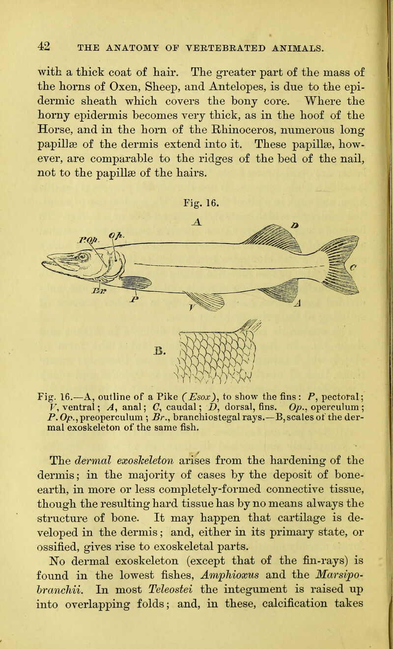 with a thick coat of hair. The greater part of the mass of the horns of Oxen, Sheep, and Antelopes, is due to the epi- dermic sheath which covers the bony core. Where the horny epidermis becomes very thick, as in the hoof of the Horse, and in the horn of the Rhinoceros, numerous long papillae of the dermis extend into it. These papillae, how- ever, are comparable to the ridges of the bed of the nail, not to the papillae of the hairs. Fig. 16. Fig. 16.—A, outline of a Pike (E'sox), to show the fins : P, pectoral; V, ventral; A, anal; C, caudal; D, dorsal, fins. Op., operculum ; P. Op., preoperculum ; Br., branehiostegalrays.—B, scales of the der- mal exoskeleton of the same fish. The dermal exoskeleton arises from the hardening of the dermis; in the majority of cases by the deposit of bone- earth, in more or less completely-formed connective tissue, though the resulting hard tissue has by no means always the structure of bone. It may happen that cartilage is de- veloped in the dermis; and, either in its primary state, or ossified, gives rise to exoskeletal parts. Ho dermal exoskeleton (except that of the fin-rays) is found in the lowest fishes, Amphioxus and the Mar sip o- branchii. In most Teleostei the integument is raised up into overlapping folds; and, in these, calcification takes