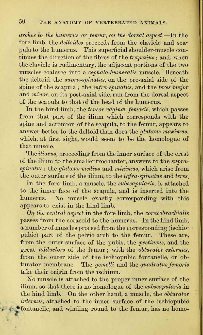 arches to the humerus or femur, on the dorsal aspect.—In the fore limb, the deltoides proceeds from the clavicle and sca- pula to the humerus. This superficial shoulder-muscle con- tinues the direction of the fibres of the trapezius; and, when the clavicle is rudimentary, the adjacent portions of the two muscles coalesce into a cephalo-humeralis muscle. Beneath the deltoid the supra-spinatus, on the pre-axial side of the spine of the scapula; the infra-spinatus, and the teres major and minor, on its post-axial side, run from the dorsal aspect of the scapula to that of the head of the humerus. In the hind limb, the tensor vaginae femoris, which passes from that part of the ilium which corresponds with the spine and acromion of the scapula, to the femur, appears to answer better to the deltoid than does the glutceus maximus, which, at first sight, would seem to be the homologue of that muscle. The iliacus, proceeding from the inner surface of the crest of the ilium to the smaller trochanter, answers to the supra- spinatus ; the glutceus medius and minimus, which arise from the outer surface of the ilium, to the infraspinatus and teres. In the fore limb, a muscle, the subscapularis, is attached to the inner face of the scapula, and is inserted into the humerus. Ho muscle exactly corresponding with this appears to exist in the hind limb. On the ventral aspect in the fore limb, the coracobrachialis passes from the coracoid to the humerus. In the hind limb, a number of muscles proceed from the corresponding (ischio- pubic) part of the pelvic arch to the femur. These are, from the outer surface of the pubis, the pectineus, and the great adductors of the femur; with the obturator externus, from the outer side of the ischiopubic fontanelle, or ob- turator membrane. The gemelli and the quadratus femoris take their origin from the ischium. Ho muscle is attached to the proper inner surface of the ilium, so that there is no homologue of the subscapularis in the hind limb. On the other hand, a muscle, the obturator internus, attached to the inner surface of the ischiopubic •fontanelle, and winding round to the femur, has no homo-