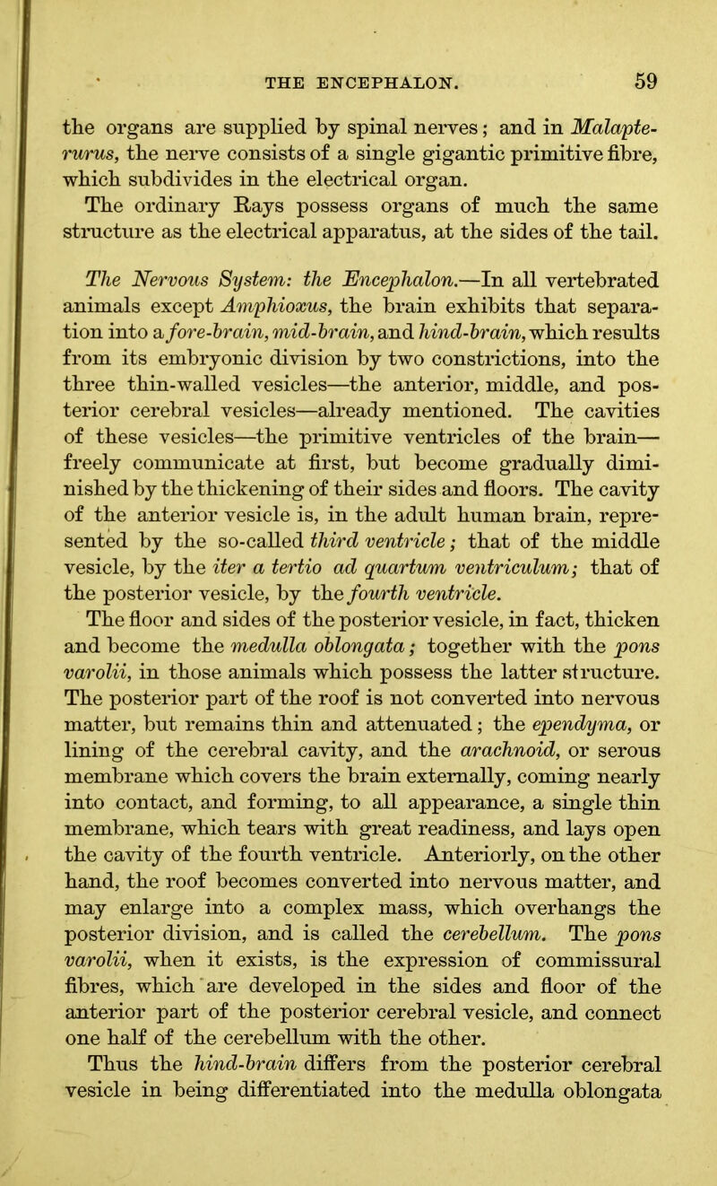 the organs are supplied by spinal nerves; and in Malapte- rurus, the nerve consists of a single gigantic primitive fibre, which subdivides in the electrical organ. The ordinary Rays possess organs of much the same structure as the electrical apparatus, at the sides of the tail. The Nervous System: the Encephalon.—In all vertebrated animals except Amphioxus, the brain exhibits that separa- tion into afore-brain, mid-brain, and hind-brain, which results from its embryonic division by two constrictions, into the three thin-walled vesicles—the anterior, middle, and pos- terior cerebral vesicles—already mentioned. The cavities of these vesicles—the primitive ventricles of the brain— freely communicate at first, but become gradually dimi- nished by the thickening of their sides and floors. The cavity of the anterior vesicle is, in the adult human brain, repre- sented by the so-called third ventricle; that of the middle vesicle, by the iter a tertio ad quartum ventriculum; that of the posterior vesicle, by the fourth ventricle. The floor and sides of the posterior vesicle, in fact, thicken and become the medulla oblongata; together with the pons varolii, in those animals which possess the latter structure. The posterior part of the roof is not converted into nervous matter, but remains thin and attenuated; the ependyma, or lining of the cerebral cavity, and the arachnoid, or serous membrane which covers the brain externally, coming nearly into contact, and forming, to all appearance, a single thin membrane, which tears with great readiness, and lays open the cavity of the fourth ventricle. Anteriorly, on the other hand, the roof becomes converted into nervous matter, and may enlarge into a complex mass, which overhangs the posterior division, and is called the cerebellum. The pons varolii, when it exists, is the expression of commissural fibres, which are developed in the sides and floor of the anterior part of the posterior cerebral vesicle, and connect one half of the cerebellum with the other. Thus the hind-brain differs from the posterior cerebral vesicle in being differentiated into the medulla oblongata