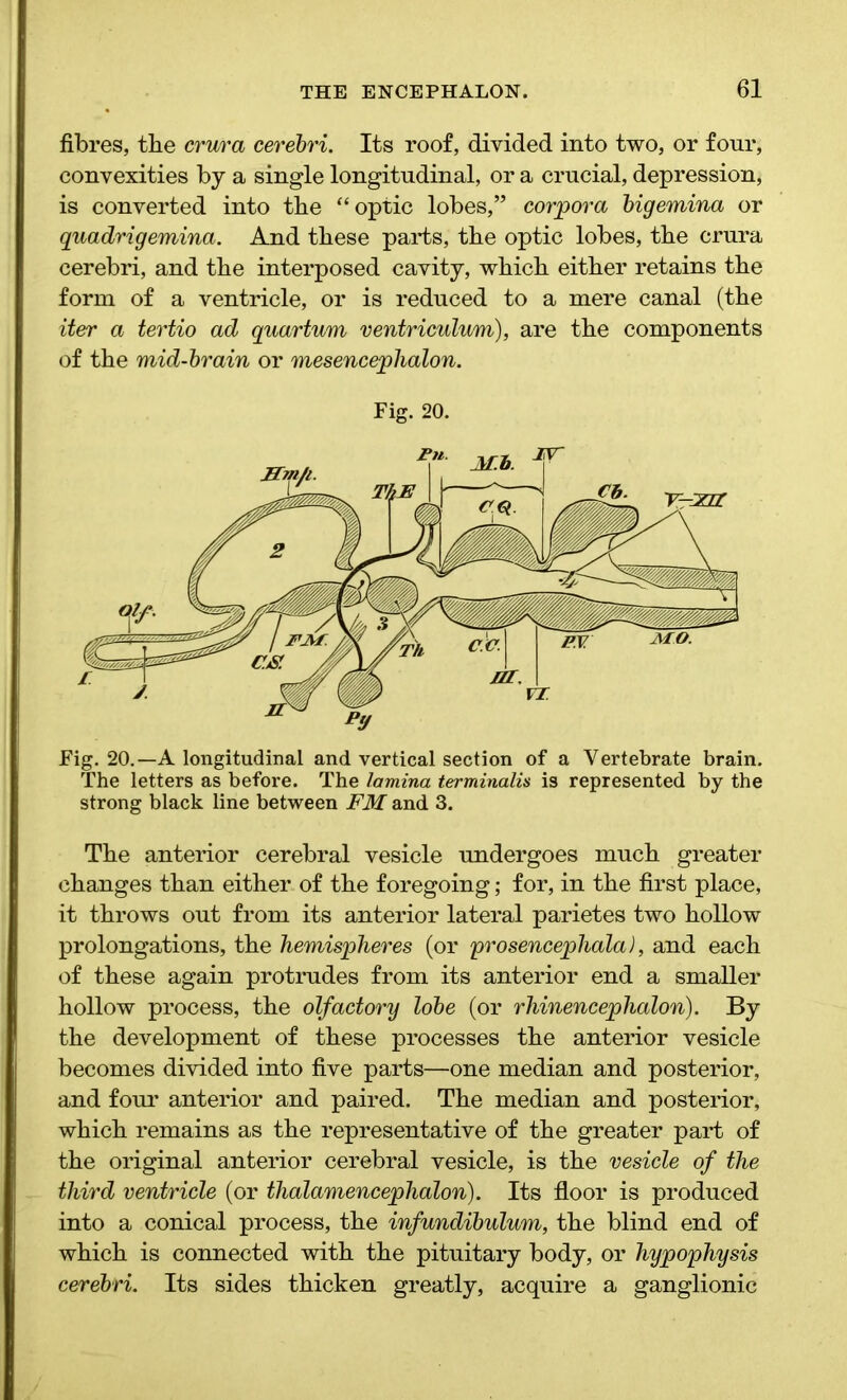 fibres, tbe crura cerebri. Its roof, divided into two, or four, convexities by a single longitudinal, or a crucial, depression, is converted into tbe ‘‘optic lobes,” corpora bigemina or quadrigemina. And these parts, tbe optic lobes, tbe crura cerebri, and tbe interposed cavity, wbicb either retains tbe form of a ventricle, or is reduced to a mere canal (tbe iter a tertio ad quartum ventriculum), are tbe components of tbe mid-brain or mesencephalon. Fig. 20. Fig. 20.—A longitudinal and vertical section of a Vertebrate brain. The letters as before. The lamina terminalia is represented by the strong black line between FM and 3. Tbe anterior cerebral vesicle undergoes much greater changes than either of tbe foregoing; for, in tbe first place, it throws out from its anterior lateral parietes two hollow prolongations, tbe hemispheres (or 'prosencephala), and each of these again protrudes from its anterior end a smaller hollow process, tbe olfactory lobe (or rhinencephalon). By tbe development of these processes tbe anterior vesicle becomes divided into five parts—one median and posterior, and four anterior and paired. Tbe median and posterior, wbicb remains as tbe representative of tbe greater part of tbe original anterior cerebral vesicle, is tbe vesicle of the third ventricle (or thalamencephalon). Its floor is produced into a conical process, tbe infundibulum, tbe blind end of wbicb is connected with tbe pituitary body, or hypophysis cerebri. Its sides thicken greatly, acquire a ganglionic