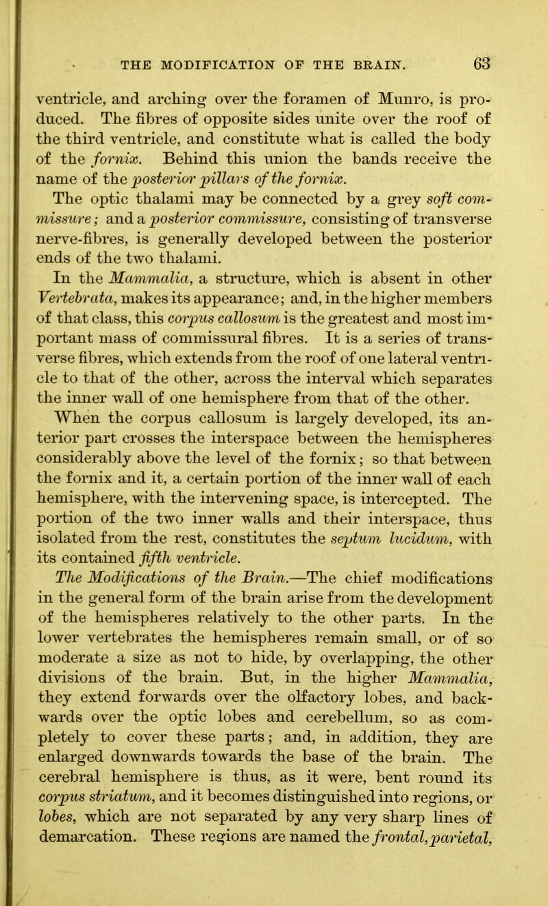 ventricle, and arching over the foramen of Munro, is pro- duced. The fibres of opposite sides unite over the roof of the third ventricle, and constitute what is called the body of the fornix. Behind this union the bands receive the name of the posterior pillars of the fornix. The optic thalami may be connected by a grey soft com- missure ; and a posterior commissure, consisting of transverse nerve-fibres, is generally developed between the posterior ends of the two thalami. In the Mammalia, a structure, which is absent in other Vertebrata, makes its appearance; and, in the higher members of that class, this corpus callosum is the greatest and most im- portant mass of commissural fibres. It is a series of trans- verse fibres, which extends from the roof of one lateral ventri- cle to that of the other, across the interval which separates the inner wall of one hemisphere from that of the other. When the corpus callosum is largely developed, its an- terior part crosses the interspace between the hemispheres considerably above the level of the fornix; so that between the fornix and it, a certain portion of the inner wall of each hemisphere, with the intervening space, is intercepted. The portion of the two inner walls and their interspace, thus isolated from the rest, constitutes the septum lucidum, with its contained fifth ventricle. The Modifications of the Brain.—The chief modifications in the general form of the brain arise from the development of the hemispheres relatively to the other parts. In the lower vertebrates the hemispheres remain small, or of so moderate a size as not to hide, by overlapping, the other divisions of the brain. But, in the higher Mammalia, they extend forwards over the olfactory lobes, and back- wards over the optic lobes and cerebellum, so as com- pletely to cover these parts; and, in addition, they are enlarged downwards towards the base of the brain. The cerebral hemisphere is thus, as it were, bent round its corpus striatum, and it becomes distinguished into regions, or lobes, which are not separated by any very sharp lines of demarcation. These regions are named the frontal,parietal,