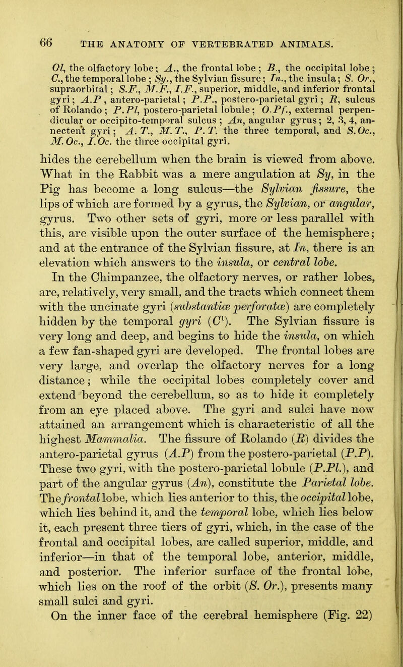 01, the olfactory lobe; A., the frontal lobe ; B., the occipital lobe ; C., the temporal lobe ; Sy., the Sylvian fissure; In., the insula; S. Or., supraorbital; S.F., M.F., I.F., superior, middle, and inferior frontal gyri; A.P , antero-parietal; P.P., postero-parietal gyri; R, sulcus of Rolando ; P. PI, postero-parietal lobule; O P/'., external perpen- dicular or occipito-temporal sulcus ; An, angular gyrus; 2, 3, 4, an- nectent gyri; A. T., M. T., P. T. the three temporal, and S. Oc., M. Oc., I.Oc. the three occipital gyri. hides the cerebellum when the brain is viewed from above. What in the Rabbit was a mere angulation at Sy, in the Pig has become a long sulcus—the Sylvian fissure, the lips of which are formed by a gyrus, the Sylvian, or angular, gyrus. Two other sets of gyri, more or less parallel with this, are visible upon the outer surface of the hemisphere; and at the entrance of the Sylvian fissure, at In, there is an elevation which answers to the insula, or central lobe. In the Chimpanzee, the olfactory nerves, or rather lobes, are, relatively, very small, and the tracts which connect them with the uncinate gyri (substantiae perforated) are completely hidden by the temporal gyri (C1). The Sylvian fissure is very long and deep, and begins to hide the insula, on which a few fan-shaped gyri are developed. The frontal lobes are very large, and overlap the olfactory nerves for a long distance; while the occipital lobes completely cover and extend beyond the cerebellum, so as to hide it completely from an eye placed above. The gyri and sulci have now attained an arrangement which is characteristic of all the highest Mammalia. The fissure of Rolando (R) divides the antero-parietal gyrus (A.P) from the postero-parietal (P.P). These two gyri, with the postero-parietal lobule (P.Pl.), and part of the angular gyrus (An), constitute the Parietal lobe. The frontal lobe, which lies anterior to this, the occipital lobe, which lies behind it, and the temporal lobe, which lies below it, each present three tiers of gyri, which, in the case of the frontal and occipital lobes, are called superior, middle, and inferior—in that of the temporal lobe, anterior, middle, and posterior. The inferior surface of the frontal lobe, which lies on the roof of the orbit (S. Or.), presents many small sulci and gyri. On the inner face of the cerebral hemisphere (Fig. 22)