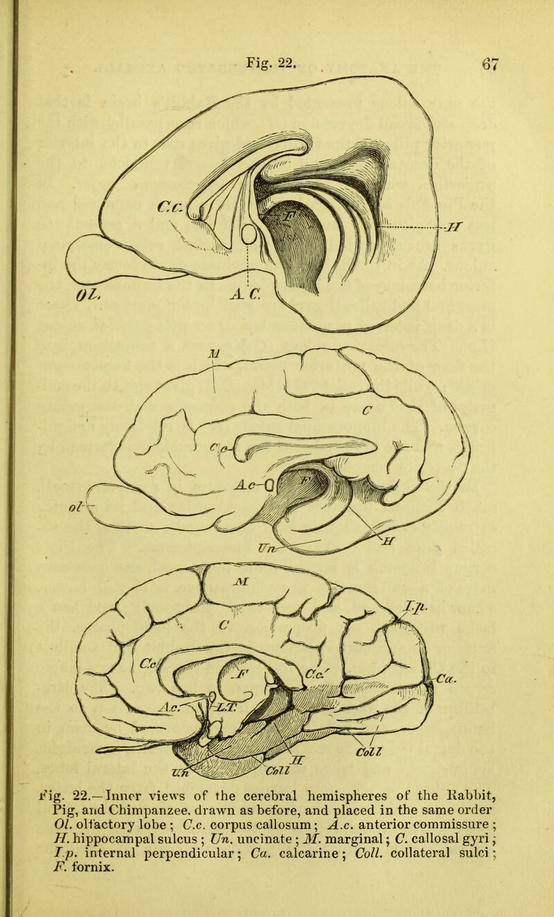 Fig. 22.—Inner views of the cerebral hemispheres of the Rabbit, Pig, and Chimpanzee, drawn as before, and placed in the same order 01. olfactory lobe ; C.c. corpus callosum; A.c. anterior commissure ; H. hippocampal sulcus ; TJn. uncinate ; 31. marginal; C. callosal gyri ; Ip. internal perpendicular; Ca. calcarine ; Coll, collateral sulci; F. fornix.