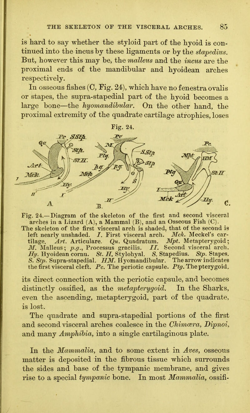is hard to say whether the styloid part of the hyoid is con- tinued into the incus by these ligaments or by the stapedius. But, however this may be, the malleus and the incus are the proximal ends of the mandibular and hyoidean arches respectively. In osseous fishes (C, Fig. 24), which have no fenestra ovalis or stapes, the supra-stapedial part of the hyoid becomes a large bone—the hyomandibular. On the other hand, the proximal extremity of the quadrate cartilage atrophies, loses Fig. 24. Fig. 24.— Diagram of the skeleton of the first and second visceral arches in a Lizard (A), a Mammal (B), and an Osseous Fish (C). The skeleton of the first visceral arch is shaded, that of the second is left nearly unshaded. I. First visceral arch. Mck. Meckel’s car- tilage. Art. Articulare. Qu. Quadratum. Mpt. Metapterygoid; M. Malleus; p.g., Processus gracilis. II. Second visceral arch. Hy. Hyoidean cornu. St. H. Stylohyal. S. Stapedius. Stp. Stapes. S. Stp. Supra-stapedial. HM. Hyomandibular. The arrow indicates the first visceral cleft. Pc. The periotic capsule. Ptg. The pterygoid, its direct connection with the periotic capsule, and becomes distinctly ossified, as the metapterygoid. In the Sharks, even the ascending, metapterygoid, part of the quadrate, is lost. The quadrate and supra-stapedial portions of the first and second visceral arches coalesce in the Chimcera. Dipnoi, and many Amphibia, into a single cartilaginous plate. In the Mammalia, and to some extent in Aves, osseous matter is deposited in the fibrous tissue which surrounds the sides and base of the tympanic membrane, and gives rise to a special tympanic bone. In most Mammalia, ossifi-