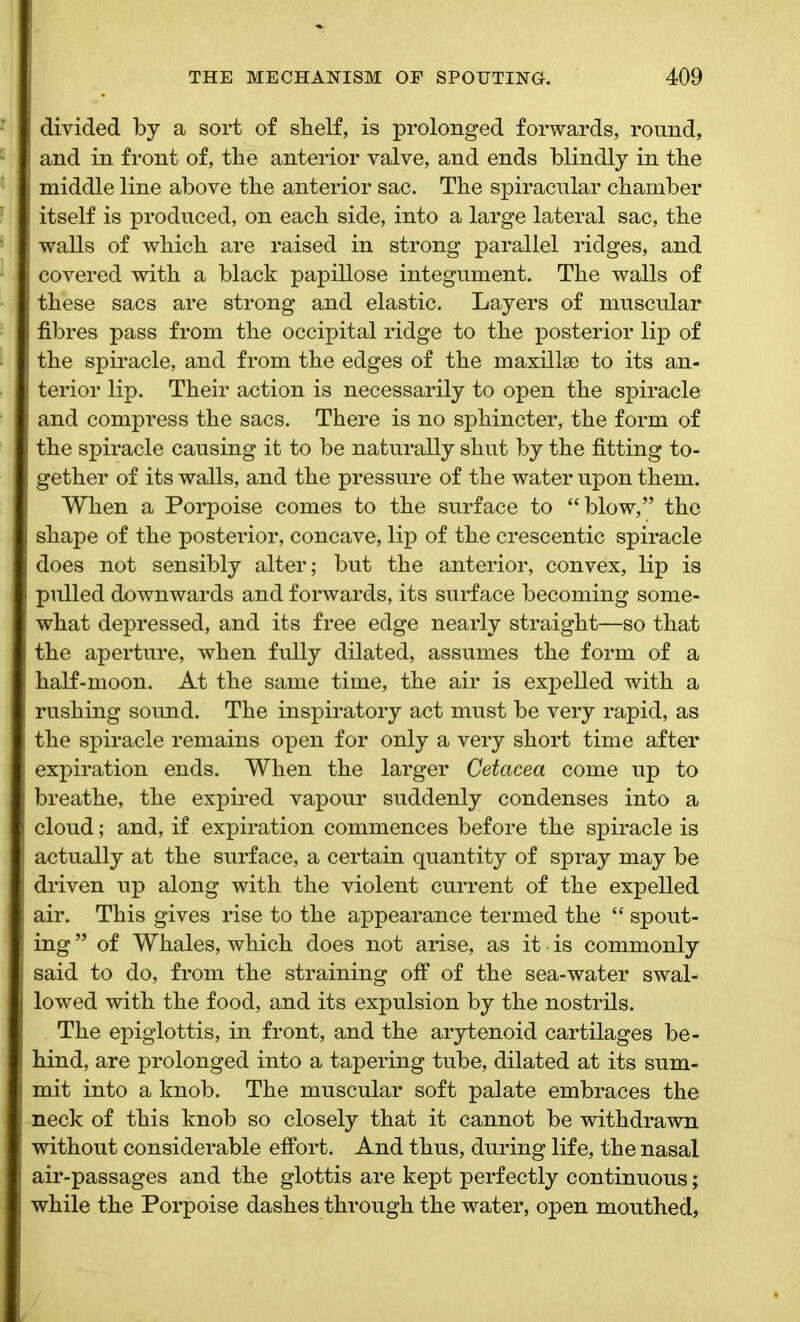 divided by a sort of sbelf, is prolonged forwards, round, and in front of, the anterior valve, and ends blindly in the middle line above the anterior sac. The spiracular chamber itself is produced, on each side, into a large lateral sac, the walls of which are raised in strong parallel ridges, and covered with a black papillose integument. The walls of these sacs are strong and elastic. Layers of muscular fibres pass from the occipital ridge to the posterior lip of the spiracle, and from the edges of the maxilla) to its an- terior lip. Their action is necessarily to open the spiracle and compress the sacs. There is no sphincter, the form of the spiracle causing it to be naturally shut by the fitting to- gether of its walls, and the pressure of the water upon them. When a Porpoise comes to the surface to “blow,” the shape of the posterior, concave, lip of the crescentic spiracle does not sensibly alter; but the anterior, convex, lip is pulled downwards and forwards, its surface becoming some- what depressed, and its free edge nearly straight—so that the aperture, when fully dilated, assumes the form of a half-moon. At the same time, the air is expelled with a rushing sound. The inspiratory act must be very rapid, as the spiracle remains open for only a very short time after expiration ends. When the larger Cetacea come up to breathe, the expired vapour suddenly condenses into a cloud; and, if expiration commences before the spiracle is actually at the surface, a certain quantity of spray may be driven up along with the violent current of the expelled air. This gives rise to the appearance termed the “ spout- ing ” of Whales, which does not arise, as it • is commonly said to do, from the straining off of the sea-water swal- lowed with the food, and its expulsion by the nostrils. The epiglottis, in front, and the arytenoid cartilages be- hind, are prolonged into a tapering tube, dilated at its sum- mit into a knob. The muscular soft palate embraces the neck of this knob so closely that it cannot be withdrawn without considerable effort. And thus, during life, the nasal air-passages and the glottis are kept perfectly continuous; while the Porpoise dashes through the water, open mouthed,