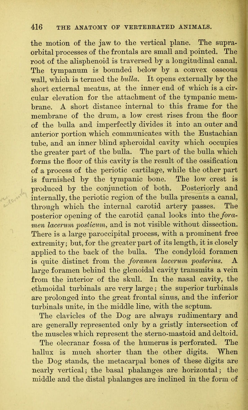 the motion of the jaw to the vertical plane. The supra- orbital processes of the frontals are small and pointed. The root of the alisphenoid is traversed by a longitudinal canal. The tympanum is bounded below by a convex osseous wall, which is termed the bulla. It opens externally by the short external meatus, at the inner end of which is a cir- cular elevation for the attachment of the tympanic mem- brane. A short distance internal to this frame for the membrane of the drum, a low crest rises from the floor of the bulla and imperfectly divides it into an outer and anterior portion which communicates with the Eustachian tube, and an inner blind spheroidal cavity which occupies the greater part of the bulla. The part of the bulla which forms the floor of this cavity is the result of the ossification of a process of the periotic cartilage, while the other part is furnished by the tympanic bone. The low crest is produced by the conjunction of both. Posteriorly and internally, the periotic region of the bulla presents a canal, through which the internal carotid artery passes. The posterior opening of the carotid canal looks into the fora- men lacerum posticum, and is not visible without dissection. There is a large paroccipital process, with a prominent free extremity; but, for the greater part of its length, it is closely applied to the back of the bulla. The condyloid foramen is quite distinct from the foramen lacerum posterius. A large foramen behind the glenoidal cavity transmits a vein from the interior of the skull. In the nasal cavity, the ethmoidal turbinals are very large; the superior turbinals are prolonged into the great frontal sinus, and the inferior turbinals unite, in the middle line, with the septum. The clavicles of the Dog are always rudimentary and are generally represented only by a gristly intersection of the muscles which represent the sterno-mastoid and deltoid. The olecranar fossa of the humerus is perforated. The hallux is much shorter than the other digits. When the Dog stands, the metacarpal bones of these digits are nearly vertical; the basal phalanges are horizontal; the middle and the distal phalanges are inclined in the form of