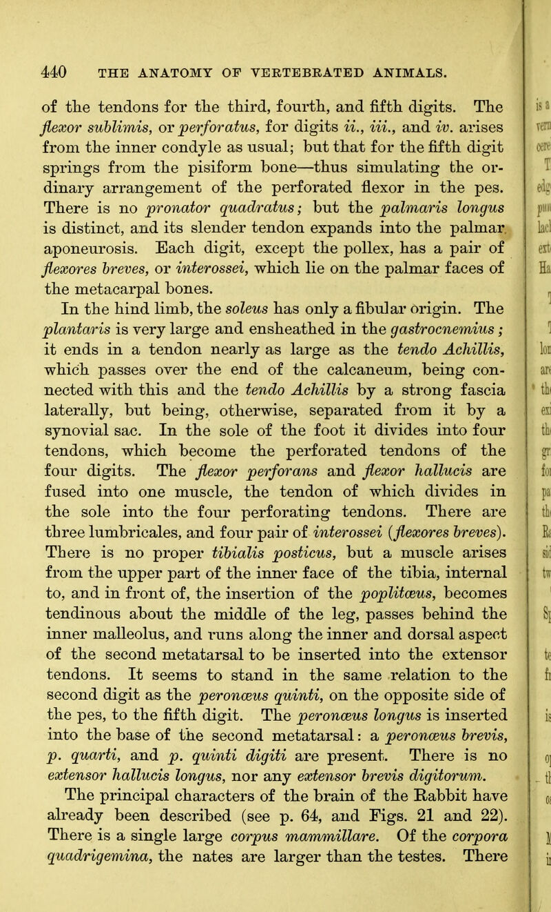 of the tendons for the third, fourth, and fifth digits. The flexor sublimis, or perforatus, for digits ii., Hi., and iv. arises from the inner condyle as usual; hut that for the fifth digit springs from the pisiform bone—thus simulating the or- dinary arrangement of the perforated flexor in the pes. There is no pronator quadratus; but the palmaris longus is distinct, and its slender tendon expands into the palmar, aponeurosis. Each digit, except the pollex, has a pair of flexores breves, or interossei, which lie on the palmar faces of the metacarpal bones. In the hind limb, the soleus has only a fibular Origin. The plantaris is very large and ensheathed in the gastrocnemius; it ends in a tendon nearly as large as the tendo Achillis, which passes over the end of the calcaneum, being con- nected with this and the tendo Achillis by a strong fascia laterally, but being, otherwise, separated from it by a synovial sac. In the sole of the foot it divides into four tendons, which become the perforated tendons of the four digits. The flexor perforans and flexor hallucis are fused into one muscle, the tendon of which divides in the sole into the four perforating tendons. There are three lumbricales, and four pair of interossei (flexores breves). There is no proper tibialis posticus, but a muscle arises from the upper part of the inner face of the tibia, internal to, and in front of, the insertion of the poplitceus, becomes tendinous about the middle of the leg, passes behind the inner malleolus, and runs along the inner and dorsal aspect of the second metatarsal to be inserted into the extensor tendons. It seems to stand in the same relation to the second digit as the peronceus quinti, on the opposite side of the pes, to the fifth digit. The peronceus longus is inserted into the base of the second metatarsal: a peronceus brevis, p. quarti, and p. quinti digiti are present. There is no extensor hallucis longus, nor any extensor brevis digitorum. The principal characters of the brain of the Rabbit have already been described (see p. 64, and Eigs. 21 and 22). There is a single large corpus mammillare. Of the corpora quadrigemina, the nates are larger than the testes. There