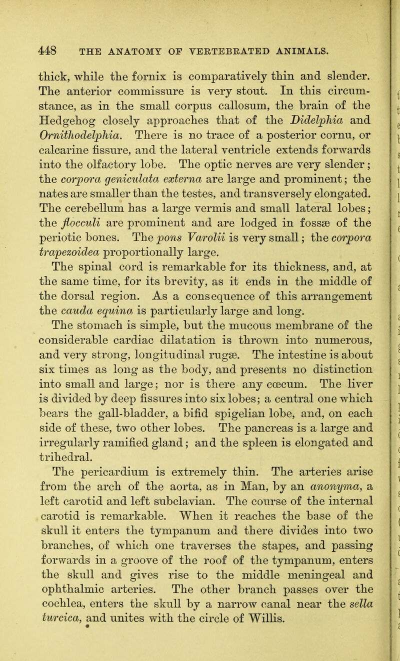 thick, while the fornix is comparatively thin and slender. The anterior commissure is very stout. In this circum- stance, as in the small corpus callosum, the brain of the Hedgehog closely approaches that of the Didelphia and Ornithodelphia. There is no trace of a posterior cornu, or calcarine fissure, and the lateral ventricle extends forwards into the olfactory lobe. The optic nerves are very slender; the corpora geniculata externa are large and prominent; the nates are smaller than the testes, and transversely elongated. The cerebellum has a large vermis and small lateral lobes; the fiocculi are prominent and are lodged in fossae of the periotic bones. The pons Varolii is very small; the corpora trapezoidea proportionally large. The spinal cord is remarkable for its thickness, and, at the same time, for its brevity, as it ends in the middle of the dorsal region. As a consequence of this arrangement the cauda equina is particularly large and long. The stomach is simple, but the mucous membrane of the considerable cardiac dilatation is thrown into numerous, and very strong, longitudinal rugae. The intestine is about six times as long as tbe body, and presents no distinction into small and large; nor is there any ccecum. The liver is divided by deep fissures into six lobes; a central one which bears the gall-bladder, a bifid spigelian lobe, and, on each side of these, two other lobes. The pancreas is a large and irregularly ramified gland; and the spleen is elongated and trihedral. The pericardium is extremely thin. The arteries arise from the arch of the aorta, as in Man, by an anonyma, a left carotid and left subclavian. The course of the internal carotid is remarkable. When it reaches the base of the skull it enters the tympanum and there divides into two branches, of which one traverses the stapes, and passing forwards in a groove of the roof of the tympanum, enters the skull and gives rise to the middle meningeal and ophthalmic arteries. The other branch passes over the cochlea, enters the skull by a narrow canal near the sella turcica, and unites with the circle of Willis.