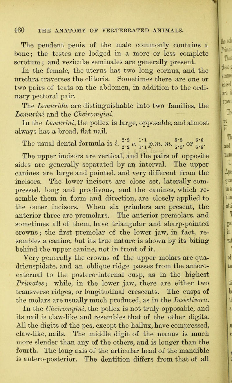 The pendent penis of the male commonly contains a bone; the testes are lodged in a more or less complete scrotum; and vesiculse seminales are generally present. In the female, the uterus has two long cornua, and the urethra traverses the clitoris. Sometimes there are one or two pairs of teats on the abdomen, in addition to the ordi- nary pectoral pair. The Lemuridce are distinguishable into two families, the Lemurini and the Cheiromyini. In the Lemurini, the pollex is large, opposable, and almost always has a broad, flat nail. The usual dental formula is i. c. ^ p.m. m. W, or The upper incisors are vertical, and the pairs of opposite sides are generally separated by an interval. The upper canines are large and pointed, and very different from the incisors. The lower incisors are close set, laterally com- pressed, long and proclivous, and the canines, which re- semble them in form and direction, are closely applied to the outer incisors. When six grinders are present, the anterior three are premolars. The anterior premolars, and sometimes all of them, have triangular and sharp-pointed crowns; the first premolar of the lower jaw, in fact, re- sembles a canine, but its true nature is shown by its biting behind the upper canine, not in front of it. Very generally the crowns of the upper molars are qua- dricuspidate, and an oblique ridge passes from the antero- external to the postero-internal cusp, as in the highest Primates; while, in the lower jaw, there are either two transverse ridges, or longitudinal crescents. The cusps of the molars are usually much produced, as in the Insectivora. In the Cheiromyini, the pollex is not truly opposable, and its nail is claw-like and resembles that of the other digits. All the digits of the pes, except the hallux, have compressed, claw-like, nails. The middle digit of the manus is much more slender than any of the others, and is longer than the fourth. The long axis of the articular head of the mandible is antero-posterior. The dentition differs from that of all