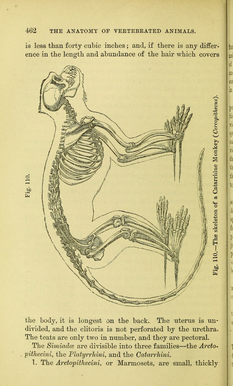 is less than forty cubic inches; and, if there is any differ- ence in the length and abundance of the hair which covers o E the body, it is longest on the back.. The uterus is un- divided, and the clitoris is not perforated by the urethra. The teats are only two in number, and they are pectoral. The Simiadce are divisible into three families—the Arcto- pithecini, the Platyrrhini, and the Catarrhini. 1. The Arctopithecini, or Marmosets, are small, thickly Fig. 110.—The skeleton of a Catarrhine Monkey (Cercop/thecus').