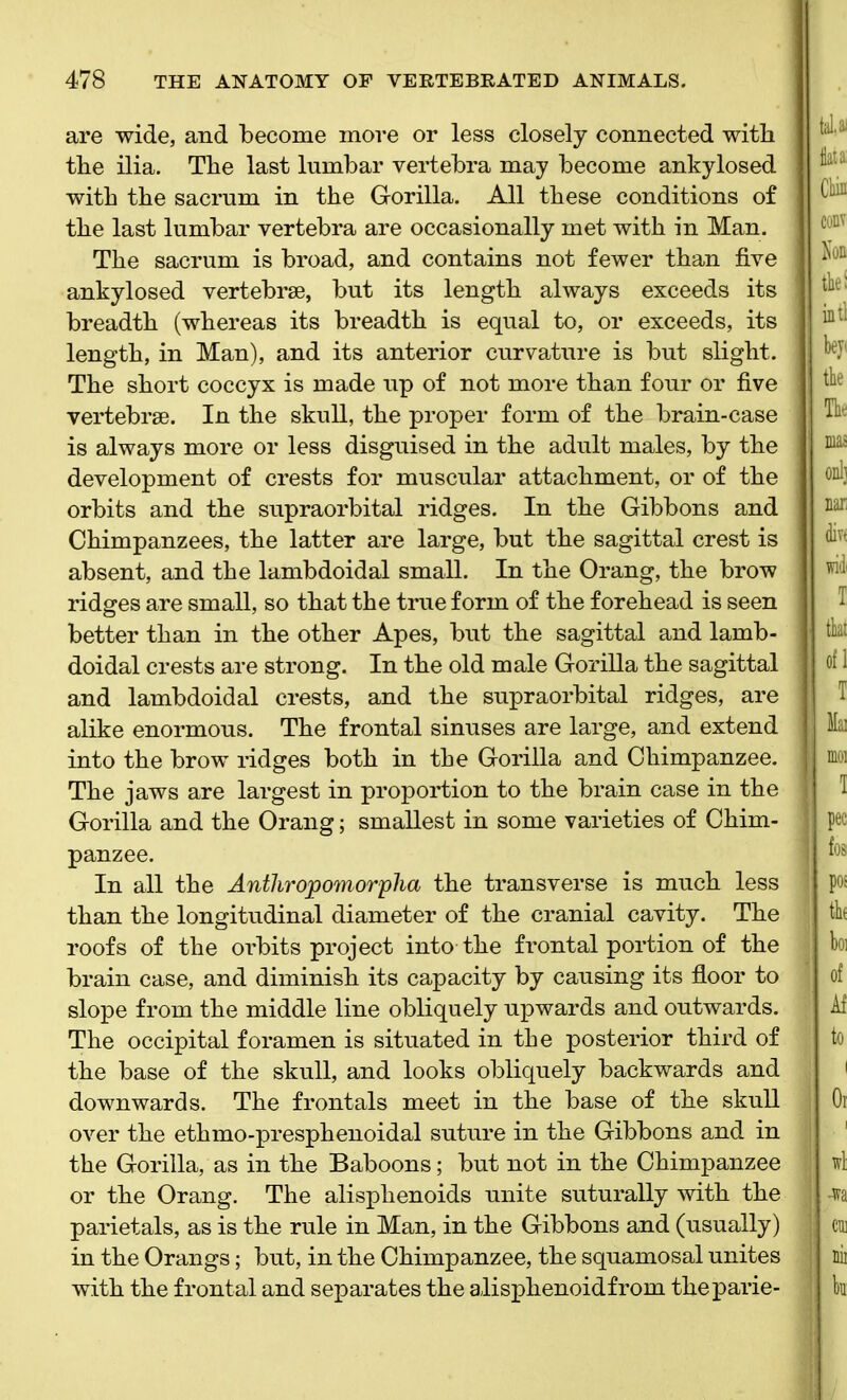 are wide, and become more or less closely connected with the ilia. The last lumbar vertebra may become ankylosed with the sacrum in the Gorilla. All these conditions of the last lumbar vertebra are occasionally met with in Man. The sacrum is broad, and contains not fewer than five ankylosed vertebrae, but its length always exceeds its breadth (whereas its breadth is equal to, or exceeds, its length, in Man), and its anterior curvature is but slight. The short coccyx is made up of not more than four or five vertebrae. In the skull, the proper form of the brain-case is always more or less disguised in the adult males, by the development of crests for muscular attachment, or of the orbits and the supraorbital ridges. In the Gibbons and Chimpanzees, the latter are large, but the sagittal crest is absent, and the lambdoidal small. In the Orang, the brow ridges are small, so that the true form of the forehead is seen better than in the other Apes, but the sagittal and lamb- doidal crests are strong. In the old male Gorilla the sagittal and lambdoidal crests, and the supraorbital ridges, are alike enormous. The frontal sinuses are large, and extend into the brow ridges both in the Gorilla and Chimpanzee. The jaws are largest in proportion to the brain case in the Gorilla and the Orang; smallest in some varieties of Chim- panzee. In all the Anthropomorpha the transverse is much less than the longitudinal diameter of the cranial cavity. The roofs of the orbits project into the frontal portion of the brain case, and diminish its capacity by causing its floor to slope from the middle line obliquely upwards and outwards. The occipital foramen is situated in the posterior third of the base of the skull, and looks obliquely backwards and downwards. The frontals meet in the base of the skull over the ethmo-presphenoidal suture in the Gibbons and in the Gorilla, as in the Baboons; but not in the Chimpanzee or the Orang. The alisphenoids unite suturally with the parietals, as is the rule in Man, in the Gibbons and (usually) in the Orangs; but, in the Chimpanzee, the squamosal unites with the frontal and separates the aiisphenoidfrom theparie-