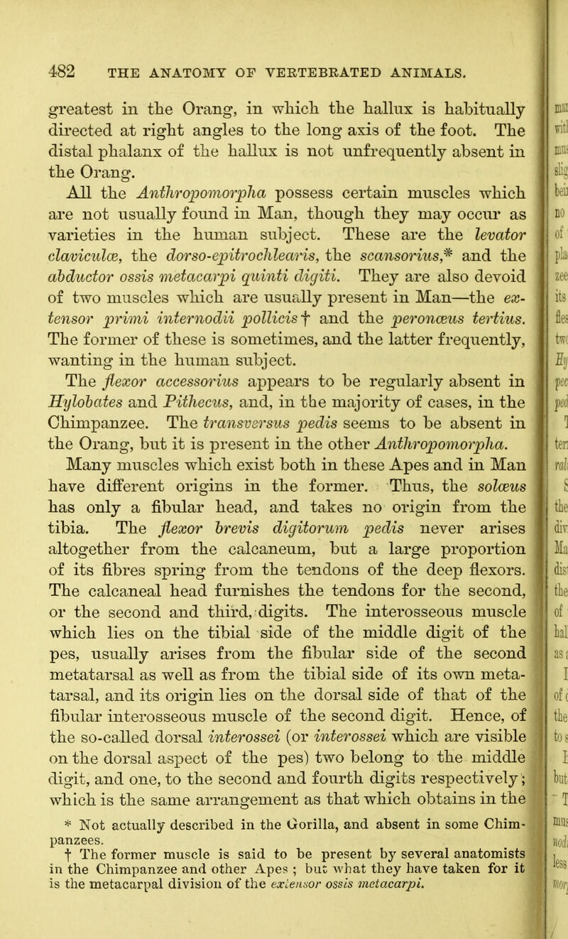 greatest in the Orang, in which the hallux is habitually- directed at right angles to the long axis of the foot. The distal phalanx of the hallux is not unfrequently absent in J the Orang. All the Anthropomorpha possess certain muscles which i are not usually found in Man, though they may occur as varieties in the human subject. These are the levator claviculce, the dorso-epitroclilearis, the scansorius,# and the abductor ossis metacarpi quinti digiti. They are also devoid of two muscles which are usually present in Man—the ex- \ tensor primi internodii pollicis f and the peronceus tertius. I The former of these is sometimes, and the latter frequently, wanting in the human subject. The flexor accessorius appears to be regularly absent in I Hylobates and Pitliecus, and, in the majority of cases, in the Chimpanzee. The transversus pedis seems to be absent in 1 the Orang, but it is present in the other Anthropomorpha. Many muscles which exist both in these Apes and in Man have different origins in the former. Thus, the solceus has only a fibular head, and takes no origin from the , tibia. The flexor brevis digitorum pedis never arises altogether from the calcaneum, but a large proportion j of its fibres spring from the tendons of the deep flexors. The calcaneal head furnishes the tendons for the second, j or the second and third, digits. The interosseous muscle I which lies on the tibial side of the middle digit of the I pes, usually arises from the fibular side of the second ft metatarsal as well as from the tibial side of its own meta- I tarsal, and its origin lies on the dorsal side of that of the 1; fibular interosseous muscle of the second digit. Hence, of the so-called dorsal interossei (or interossei which are visible 1 on the dorsal aspect of the pes) two belong to the middle .j digit, and one, to the second and fourth digits respectively; which is the same arrangement as that which obtains in the * Not actually described in the Gorilla, and absent in some Chim- j panzees. f The former muscle is said to be present by several anatomists in the Chimpanzee and other Apes ; but what they have taken for it is the metacarpal division of the extensor ossis metacarpi.