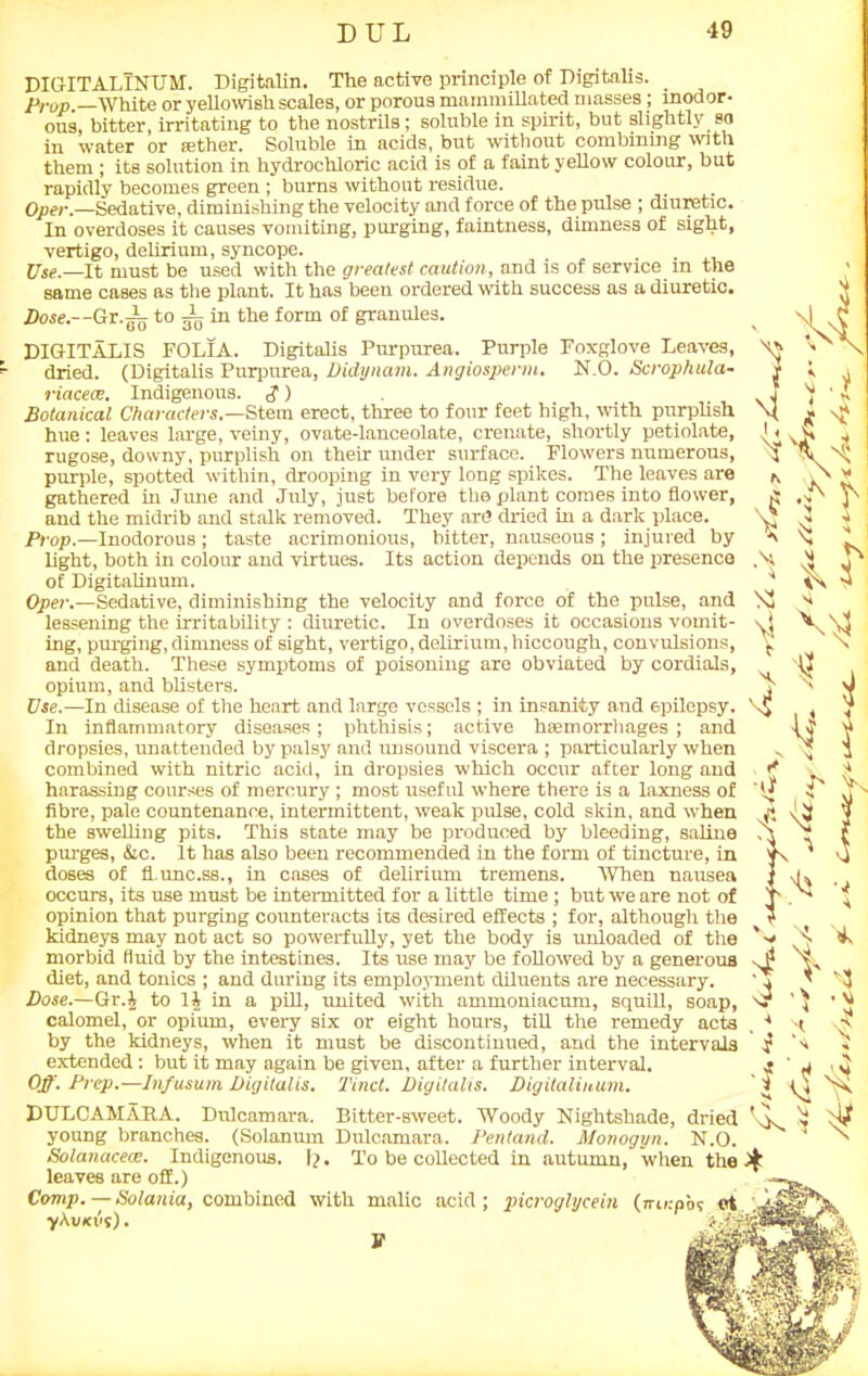 DUL •19 DIGITALINUM. Digitalin. The active principle of Digitalis. _ .Pro/).—White or yellowish.scales, or porous mammillated masses; inodor- ous, bitter, irritating to the nostrils; soluble in spirit, but slightly so in water or aether. Soluble in acids, but without combining with them; its solution in hydrochloric acid is of a faint yellow colour, but rapidly becomes green ; burns without residue. Oper.—Sedative, diminishing the velocity and force of the pulse ; diuretic. In overdoses it causes vomiting, purging, faintness, dimness of sight, vertigo, delirium, syncope. . . Use.—It must be used with the greatest caution, and is of service m the same cases as the plant. It has been ordered with success as a diuretic. Dose.—G-r.Aj to i in the form of granules. DIGITALIS FOLIA. Digitalis Purpurea. Purple Foxglove Leaves, dried. (Digitalis Purpurea, Didynam. Angiosperm. N.O. Scrophula- riacece. Indigenous. £) Botanical Characters.— Stem erect, three to four feet high, with purplish hue : leaves large, veiny, ovate-lanceolate, crenate, shortly petiolate, rugose, downy, purplish on their vrnder surface. Flowers numerous, purple, spotted within, drooping in very long spikes. The leaves are gathered hi June and July, just before the plant comes into flower, and the midrib and stalk removed. They arc dried in a dark place. Prop.—Inodorous; taste acrimonious, bitter, nauseous ; injured by light, both in colour and virtues. Its action depends on the presence of Digitalinum. Oper.—Sedative, diminishing the velocity and force of the pulse, and lessening the irritability : diuretic. In overdoses it occasions vomit- ing, purging, dimness of sight, vertigo, delirium, hiccough, convulsions, and death. These symptoms of poisoning are obviated by cordials, opium, and blisters. Use.—In disease of the heart and large vessels ; in insanity and epilepsy. In inflammatory diseases; phthisis; active haemorrhages ; and dropsies, unattended by palsy and unsound viscera ; particularly when combined with nitric acid, in dropsies which occur after long and harassing courses of mercury ; most useful where there is a laxness of fibre, pale countenance, intermittent, weak pulse, cold skin, and when the swelling pits. This state may be produced by bleeding, saline purges, Ac. It lias also been recommended in the form of tincture, in doses of fl.unc.ss., in cases of delirium tremens. When nausea occurs, its use must be intermitted for a little time; but we are not of opinion that purging counteracts its desired effects ; for, although the kidneys may not act so powerfully, yet the body is unloaded of the morbid fluid by the intestines. Its use may be followed by a generous diet, and tonics ; and during its employment diluents are necessary. Dose.—Gr.J to 1| in a pill, united with ammoniacum, squill, soap, calomel, or opium, every six or eight hours, till the remedy acts by the kidneys, when it must be discontinued, and the intervals extended: but it may again be given, after a further interval. Off. Prep.—Infusum Digitalis. Tinct. Digitalis. Digitalinum. DULCAMARA. Dulcamara. Bitter-sweet. Woody Nightshade, dried young branches. (Solanum Dulcamara. Pentand. Monogyn. N.O. Solanacece. Indigenous. I/. To be collected in autumn,' when the leaves are off.) Comp. — Solania, combined with malic acid; picroglycein (n-ti.-po? et yhvKvt). V